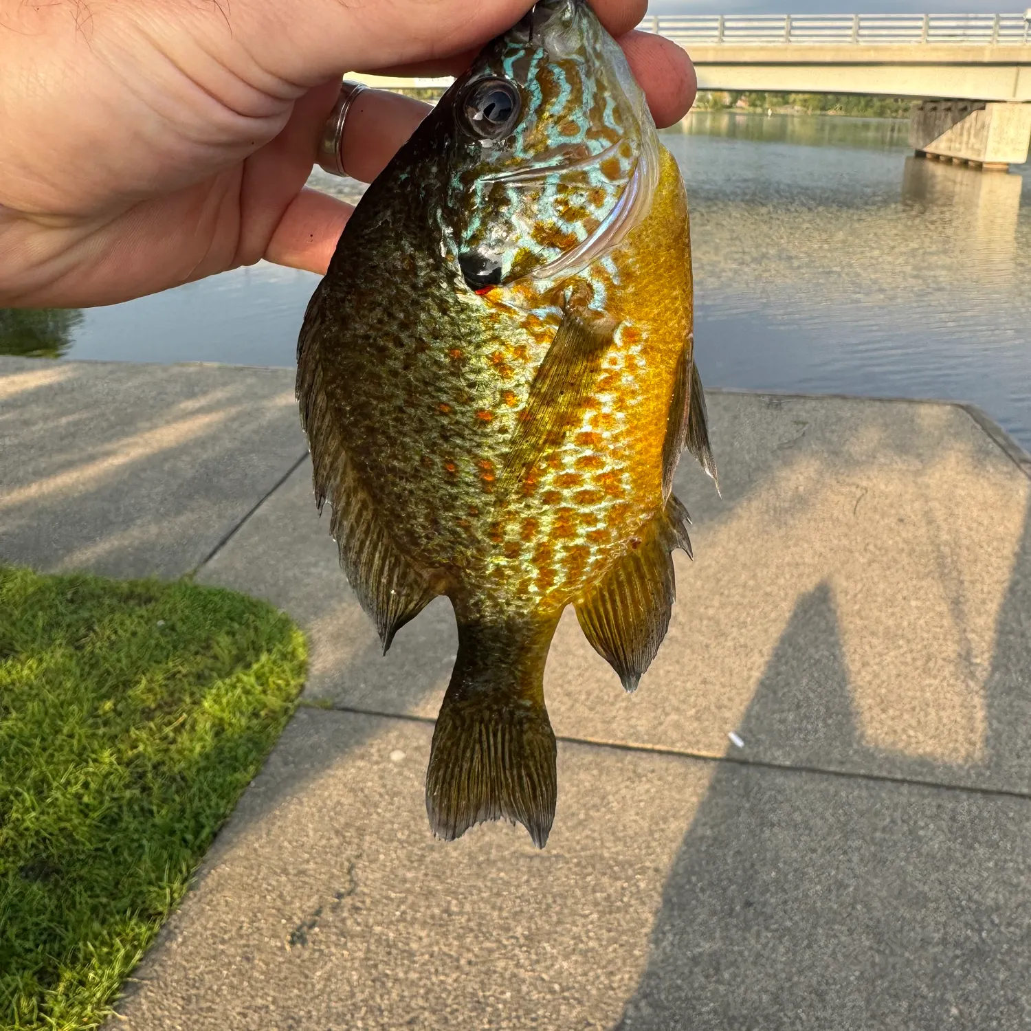 Pumpkinseed caught on Fishbrain