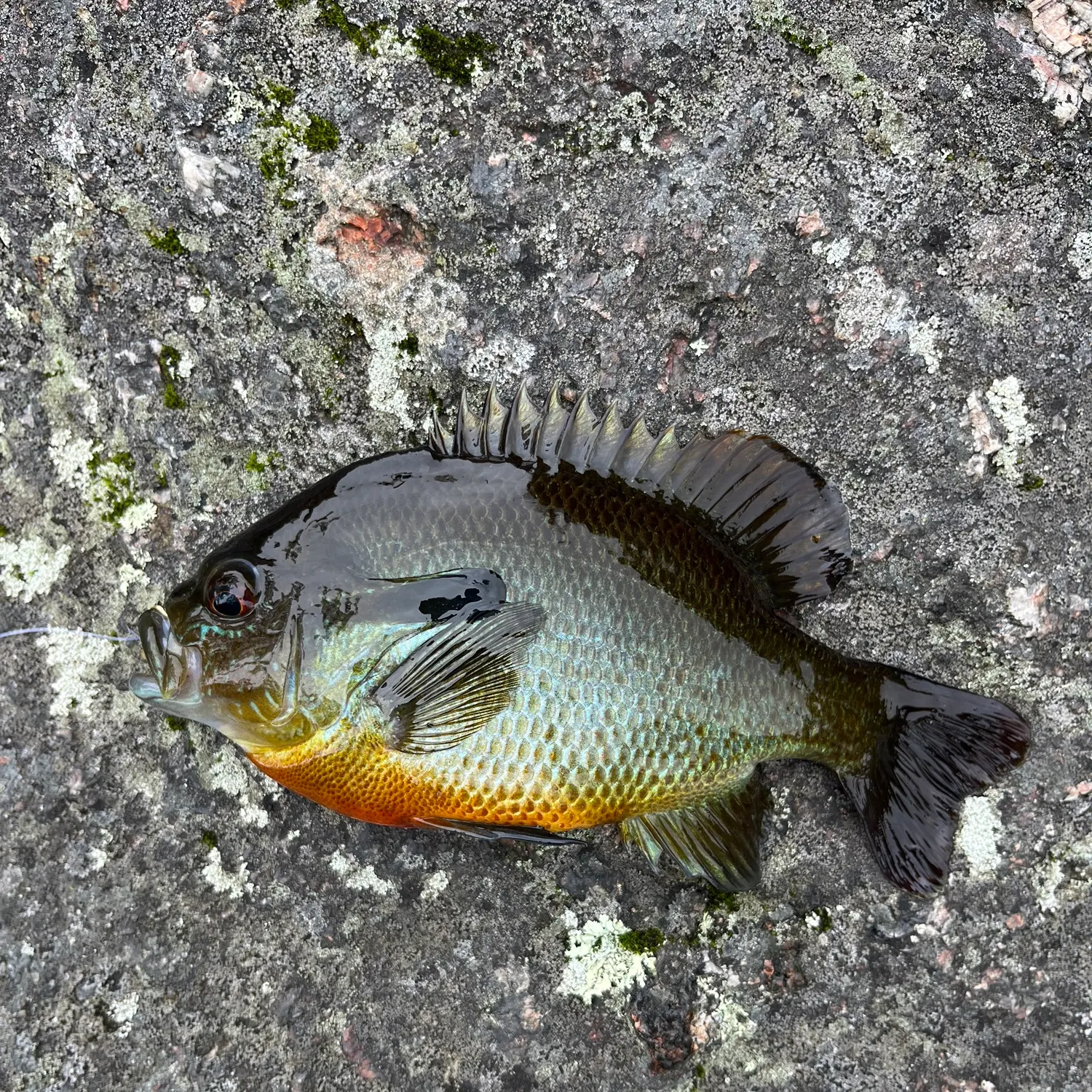 recently logged catches