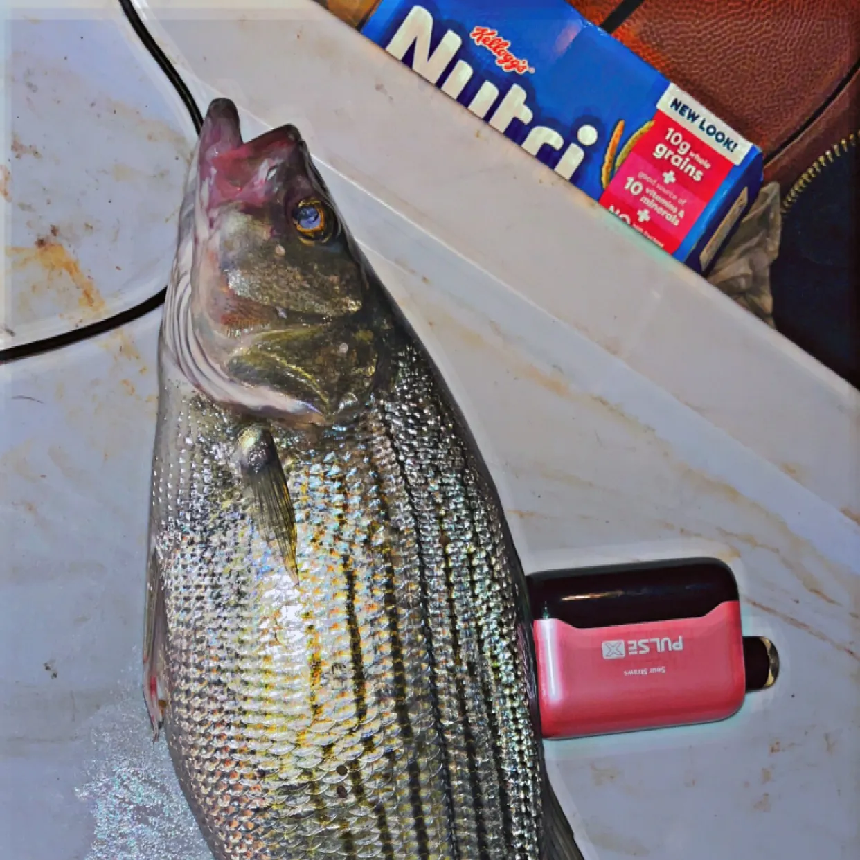 The most recent Hybrid striped bass catches on Fishbrain