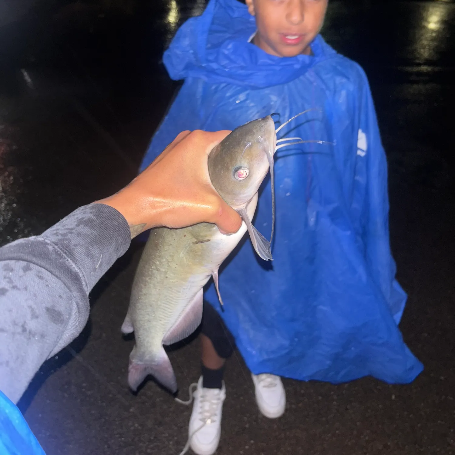 Channel catfish caught on Fishbrain