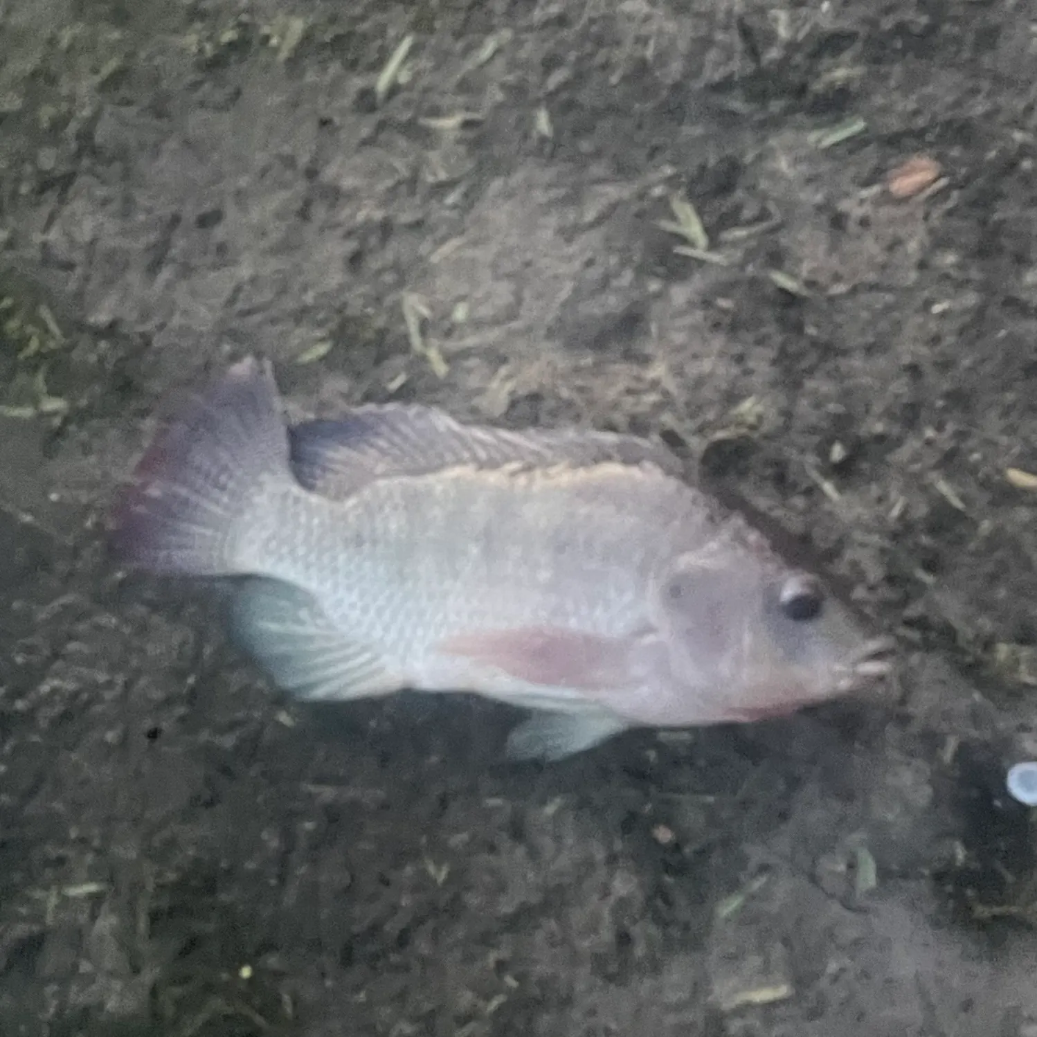 The most recent Blue tilapia catches on Fishbrain