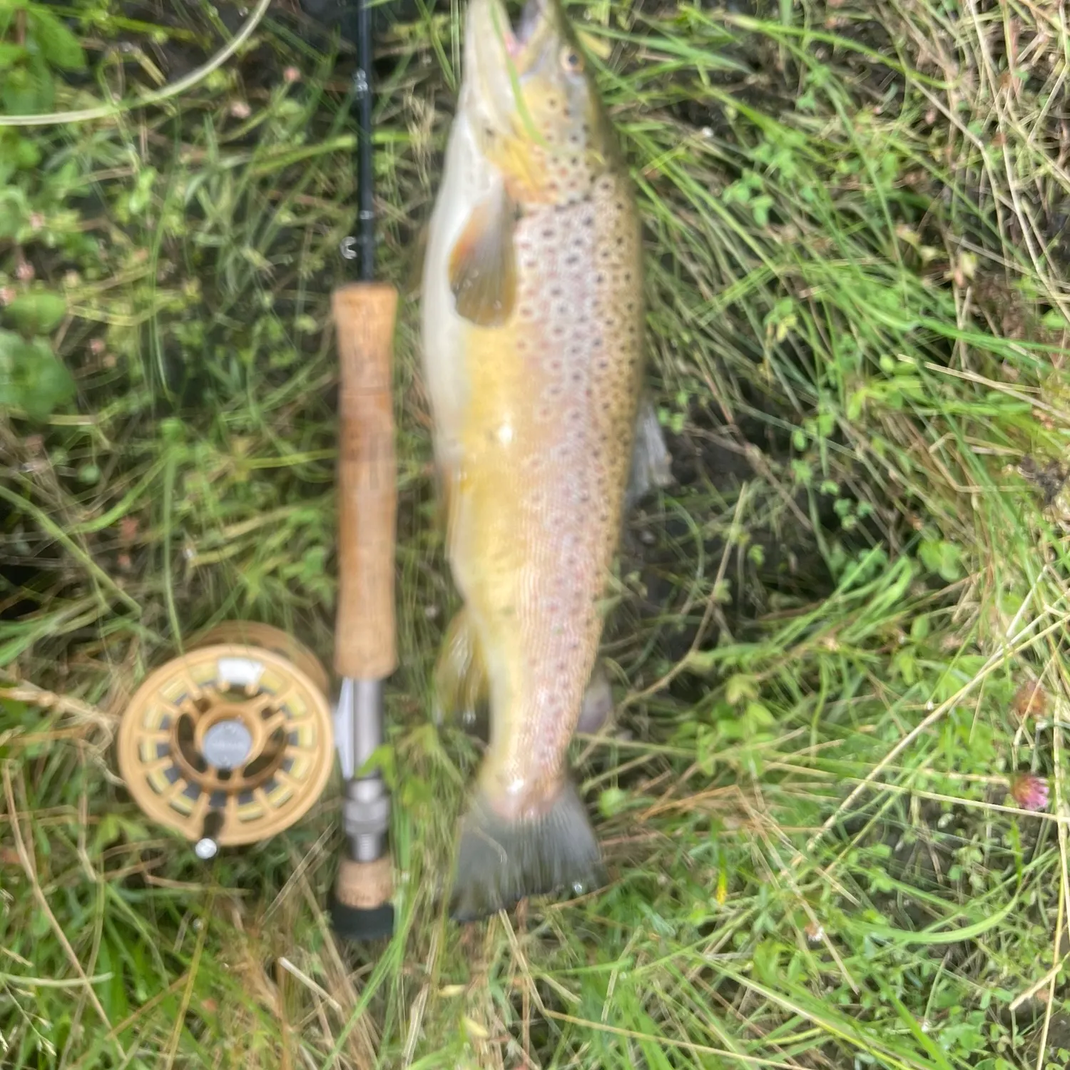 Brown trout caught on Fishbrain