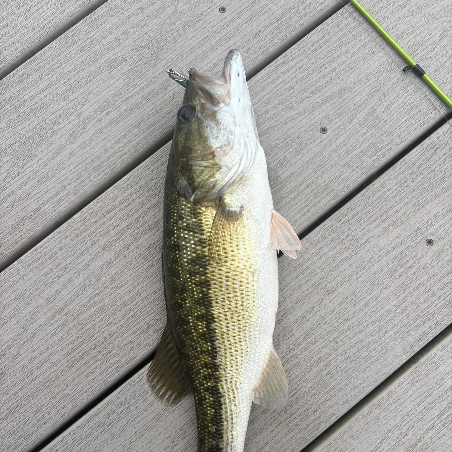 Spotted bass caught on Fishbrain