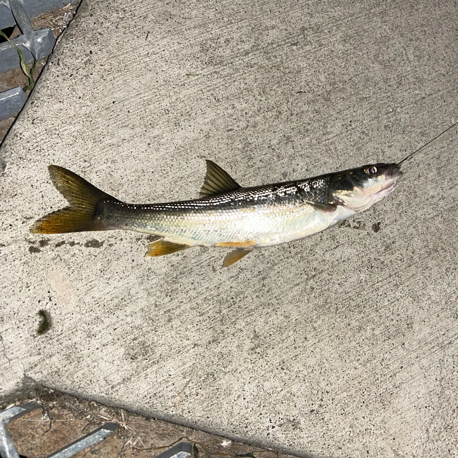 The most recent Northern pikeminnow catches on Fishbrain