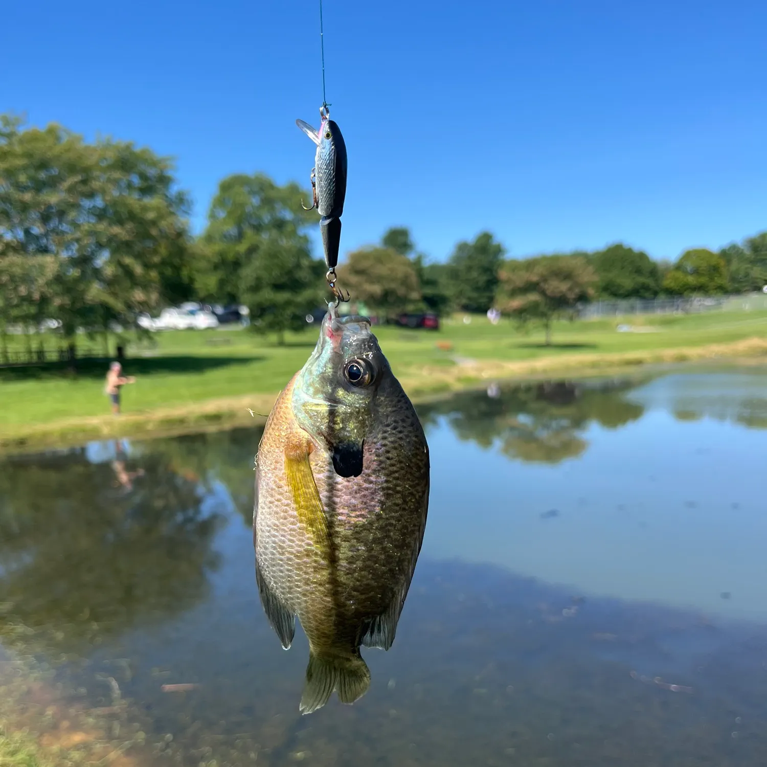 Bluegill caught on Fishbrain
