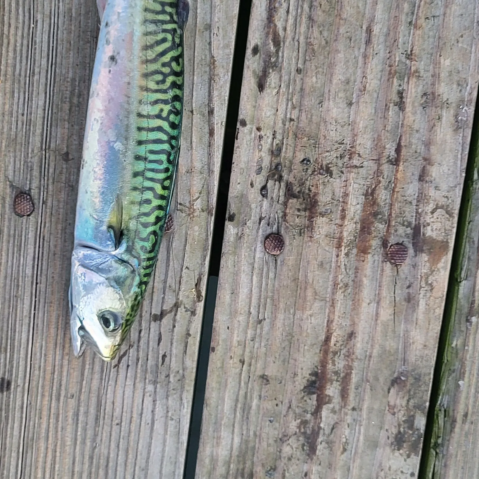 Atlantic mackerel caught on Fishbrain