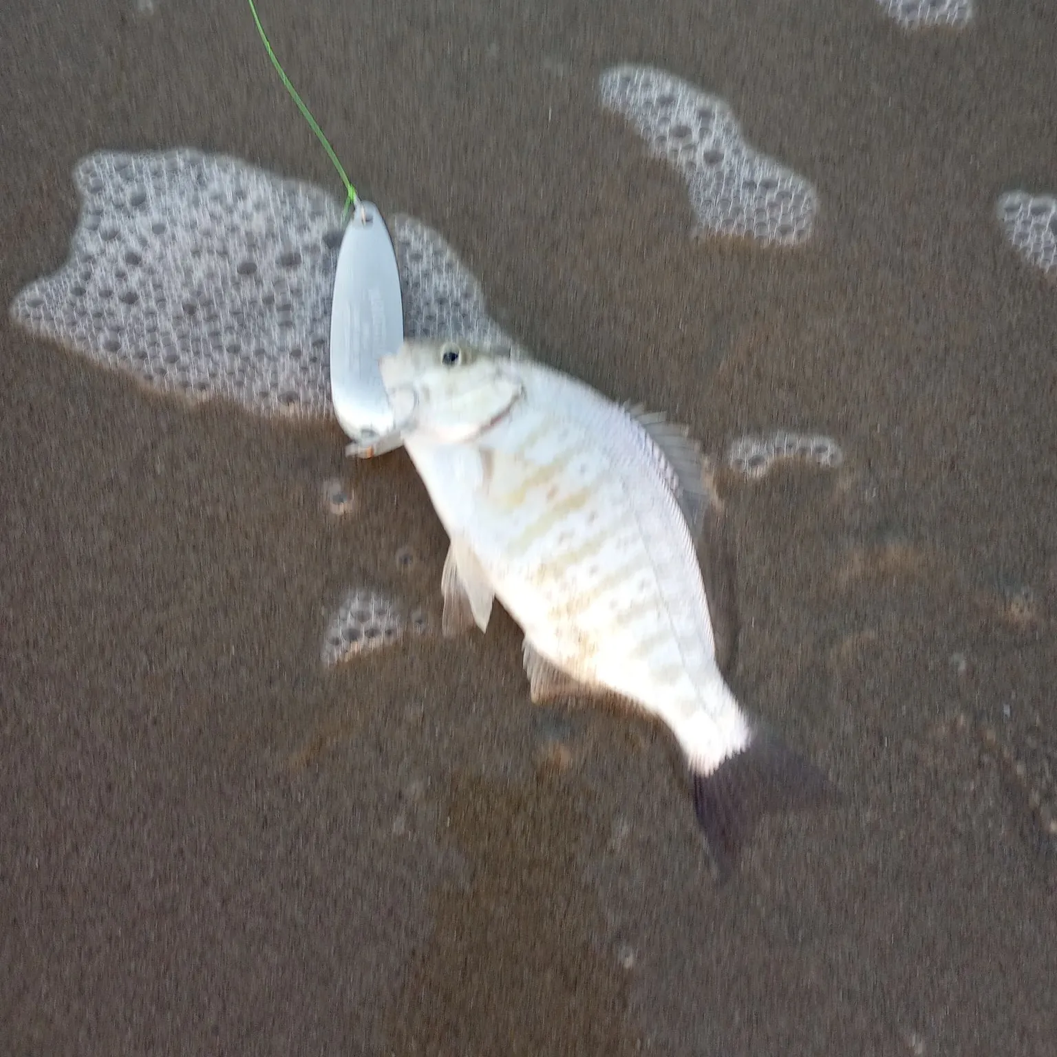 Barred surfperch caught on Fishbrain