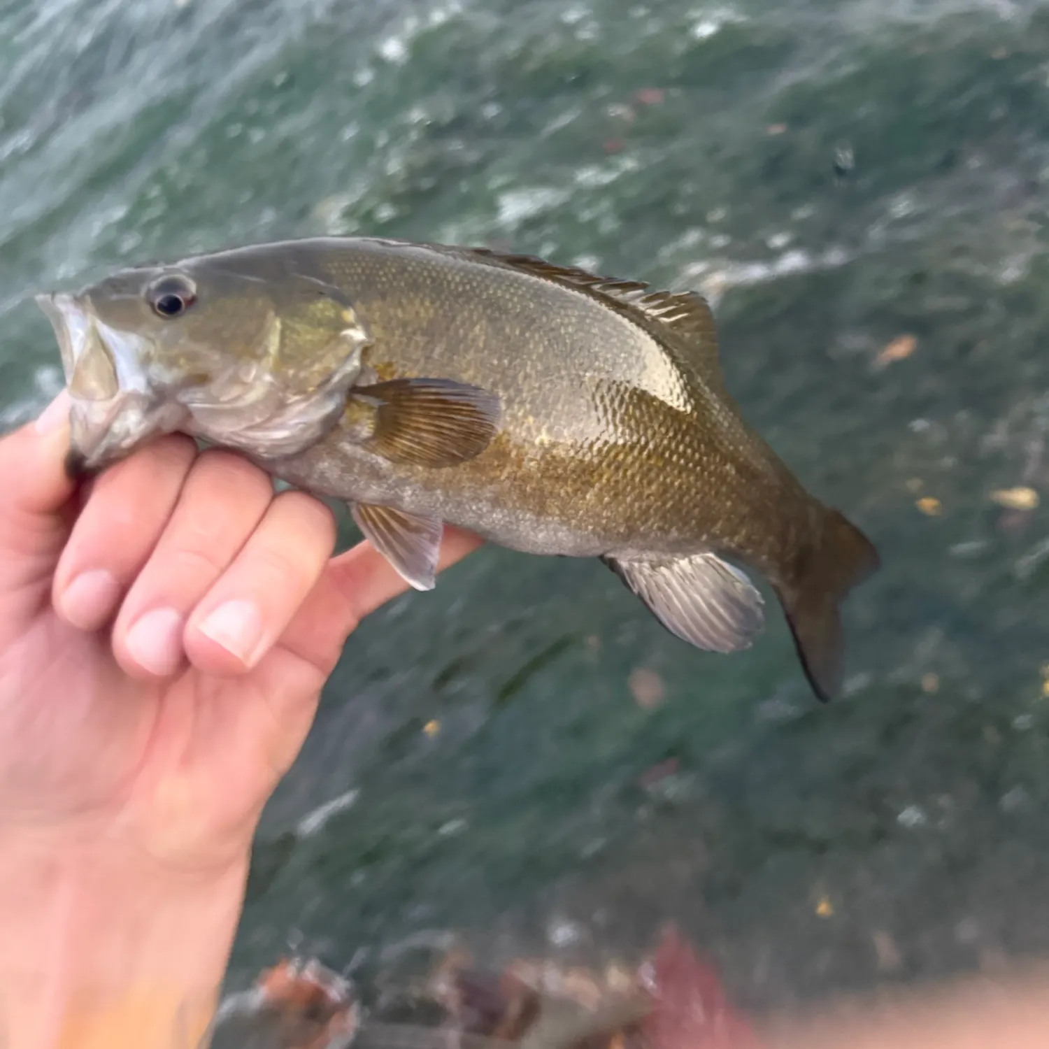 Smallmouth bass caught on Fishbrain