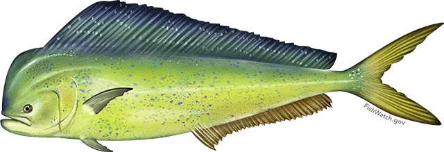 Common dolphinfish