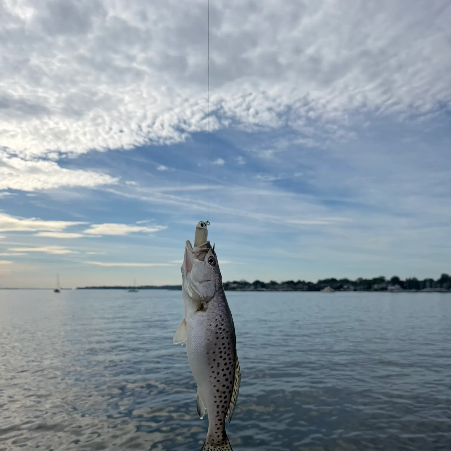 Spotted seatrout caught on Fishbrain