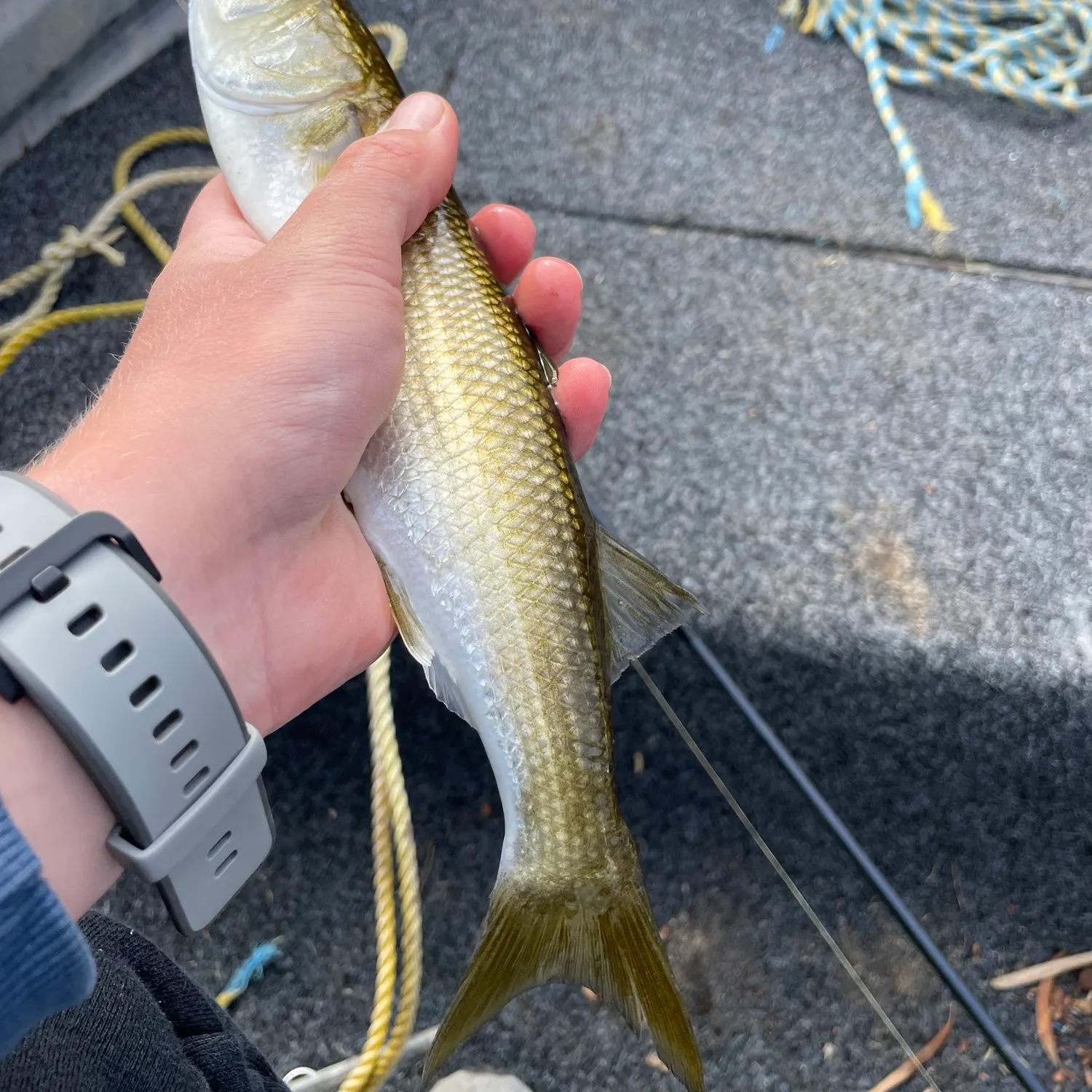 The most recent Yellow-eye mullet catches on Fishbrain