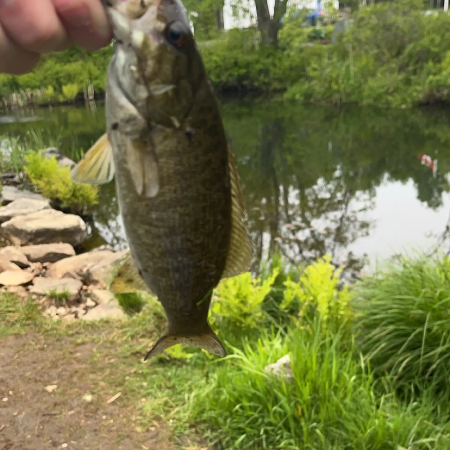 Smallmouth bass caught on Fishbrain