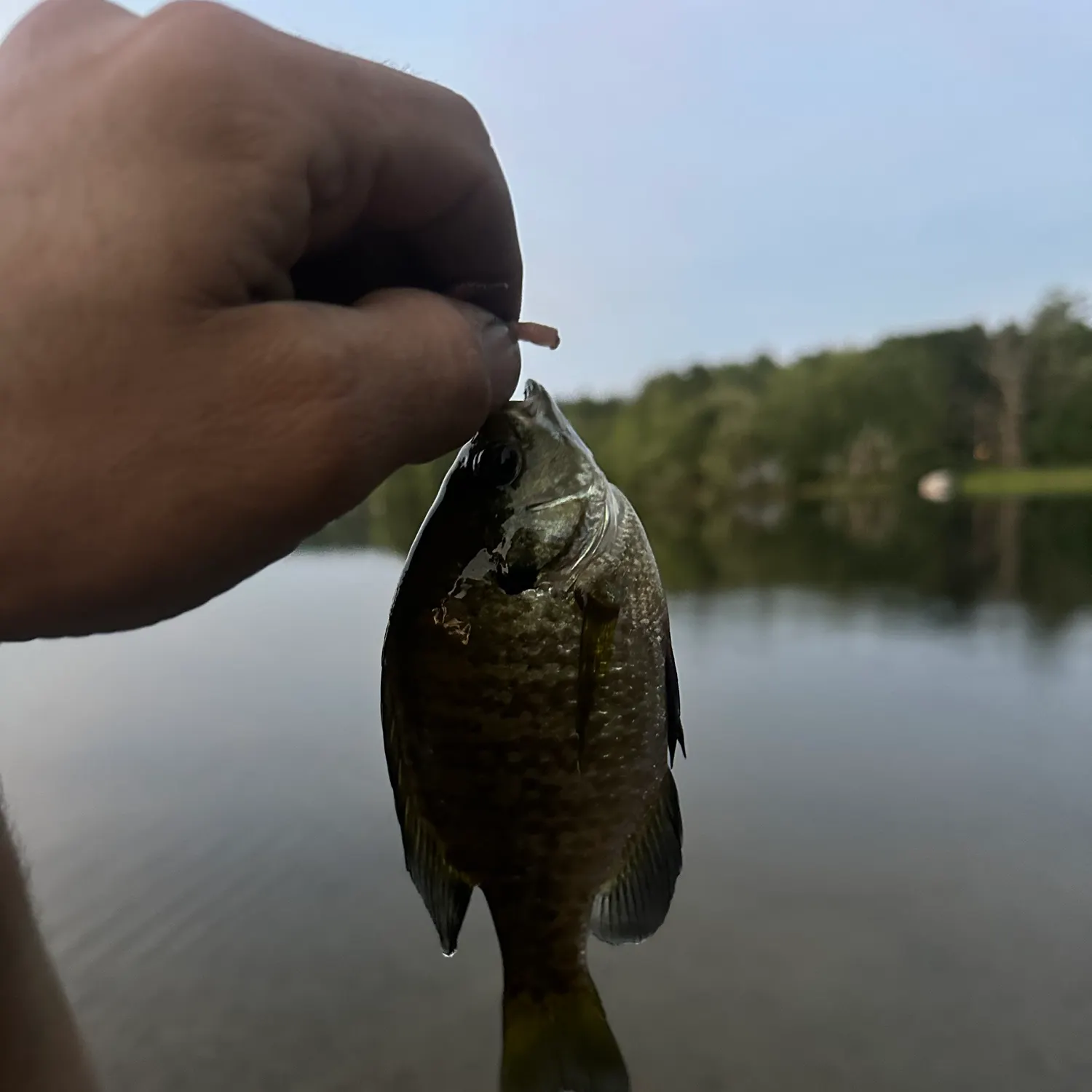 Bluegill caught on Fishbrain