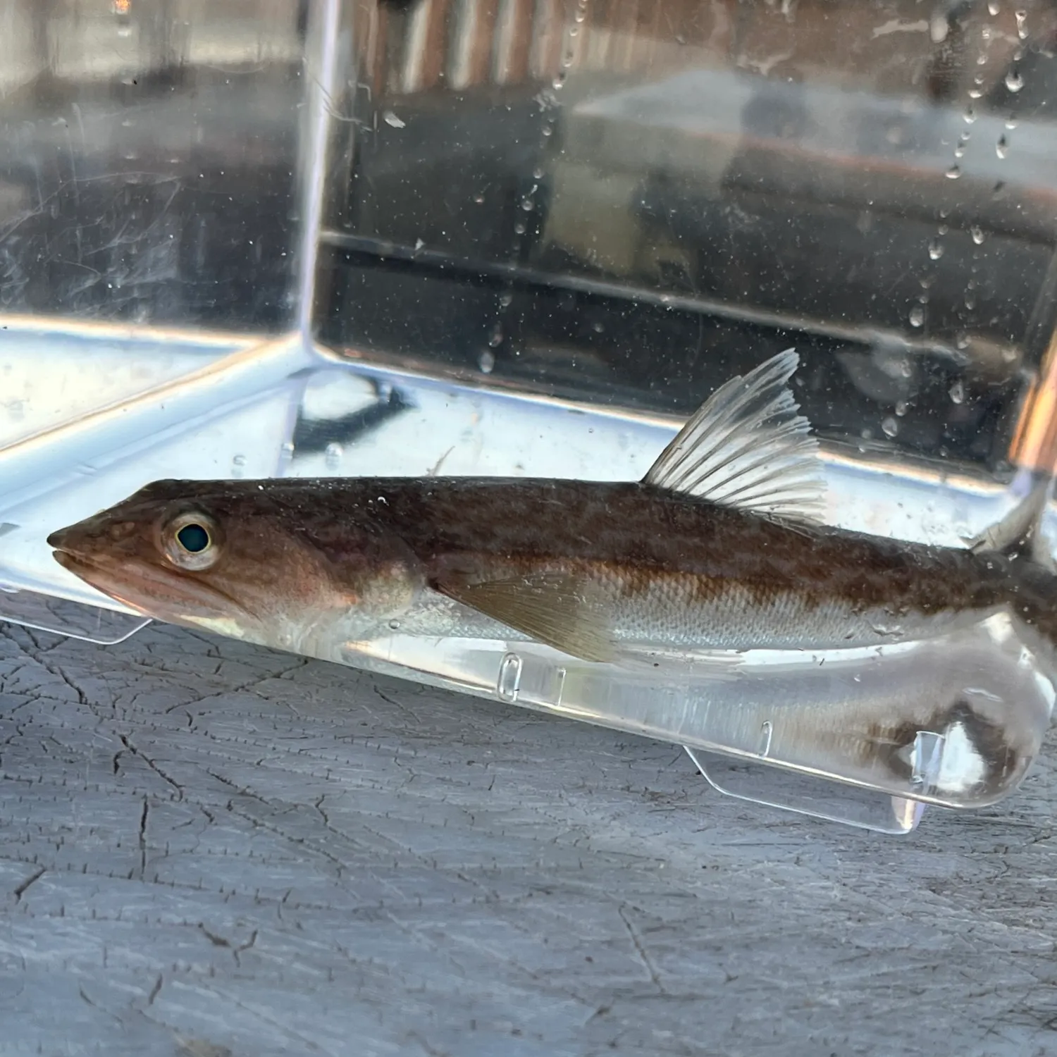 The most recent California lizardfish catches on Fishbrain