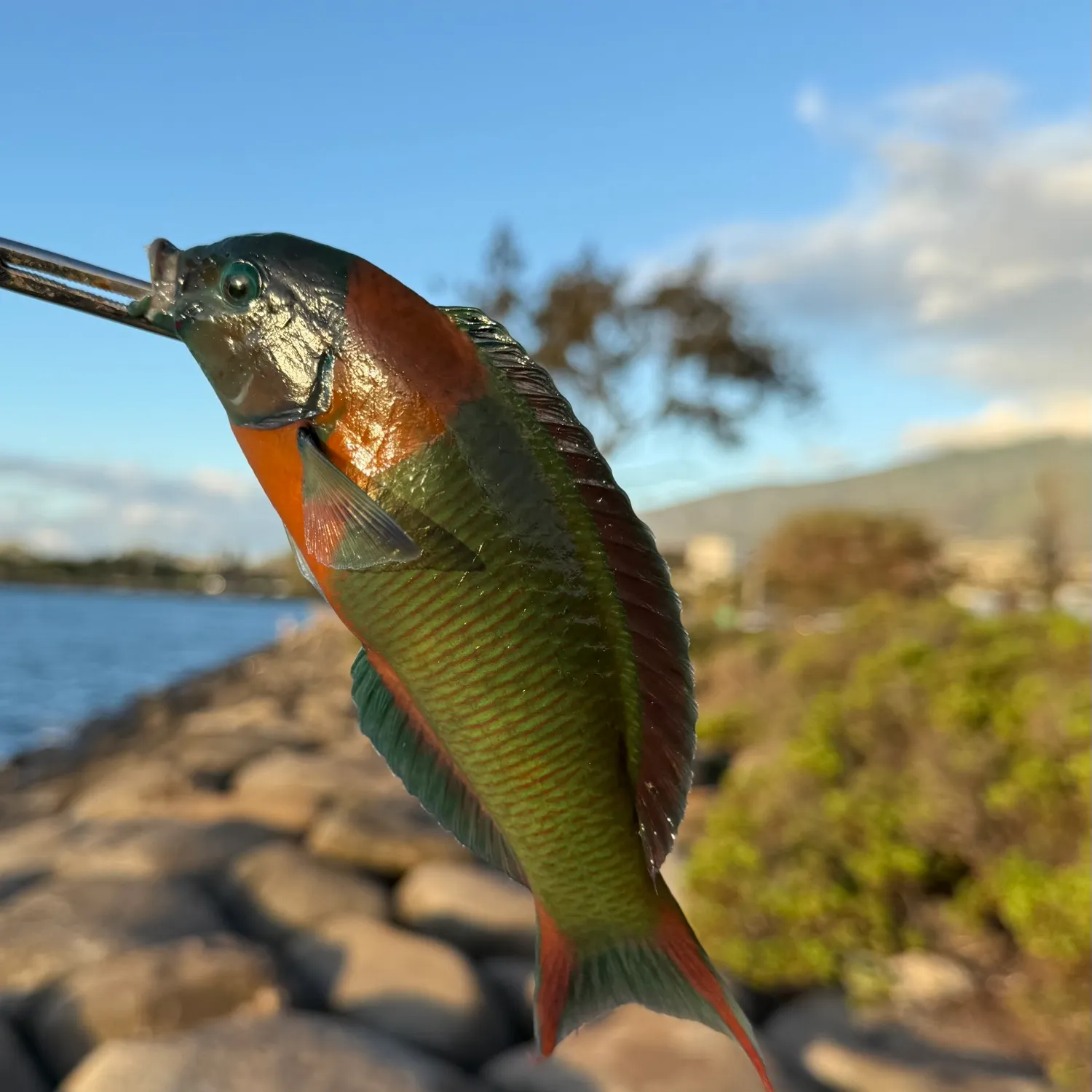 catch