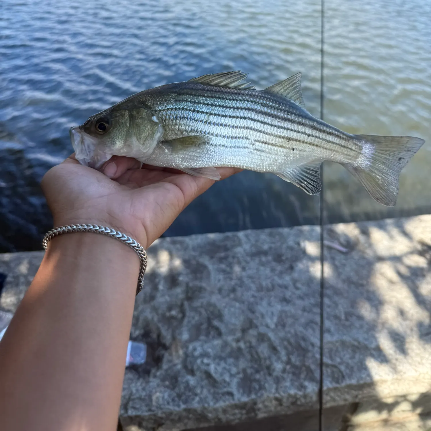 Striped bass caught on Fishbrain