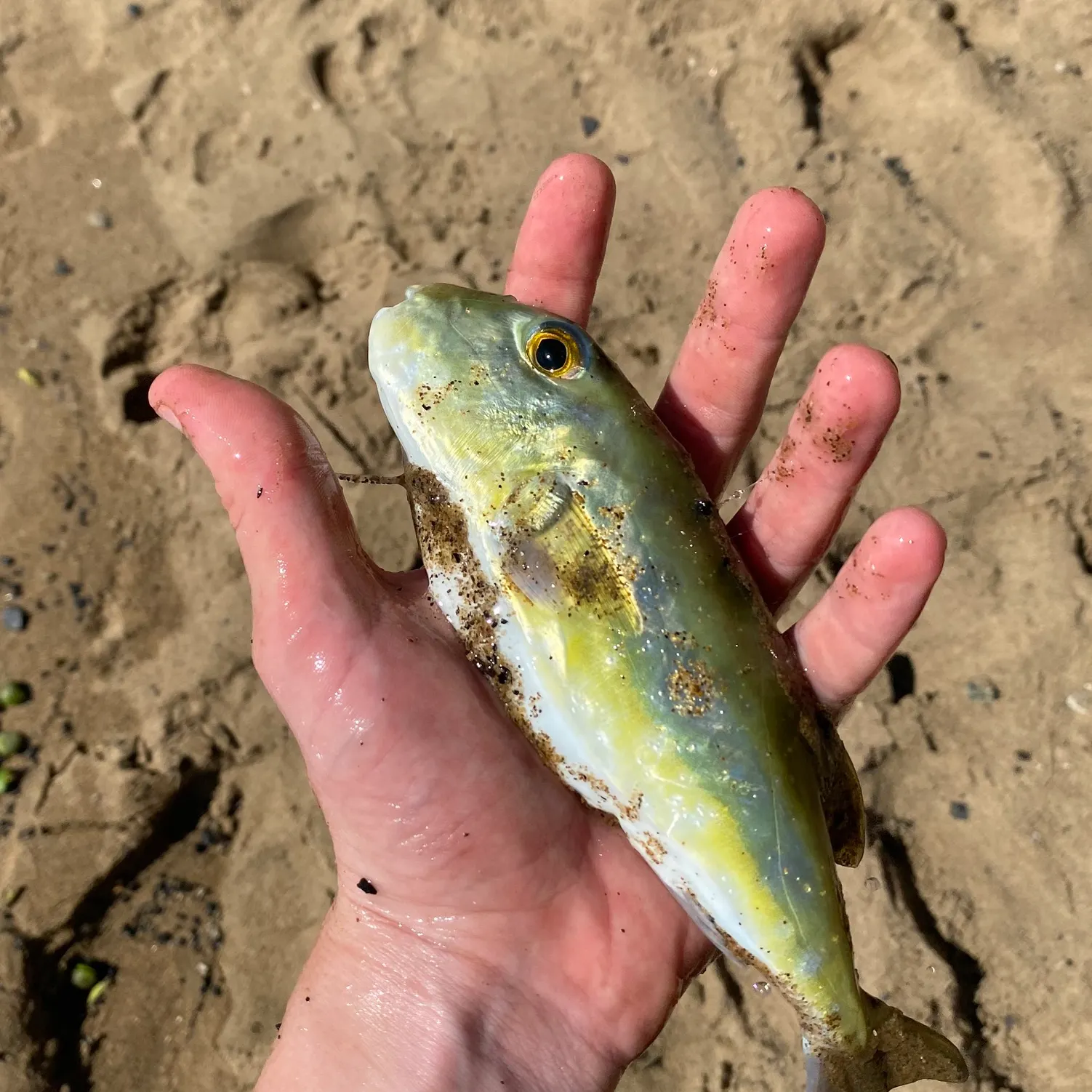 The most recent Half-smooth golden pufferfish catches on Fishbrain