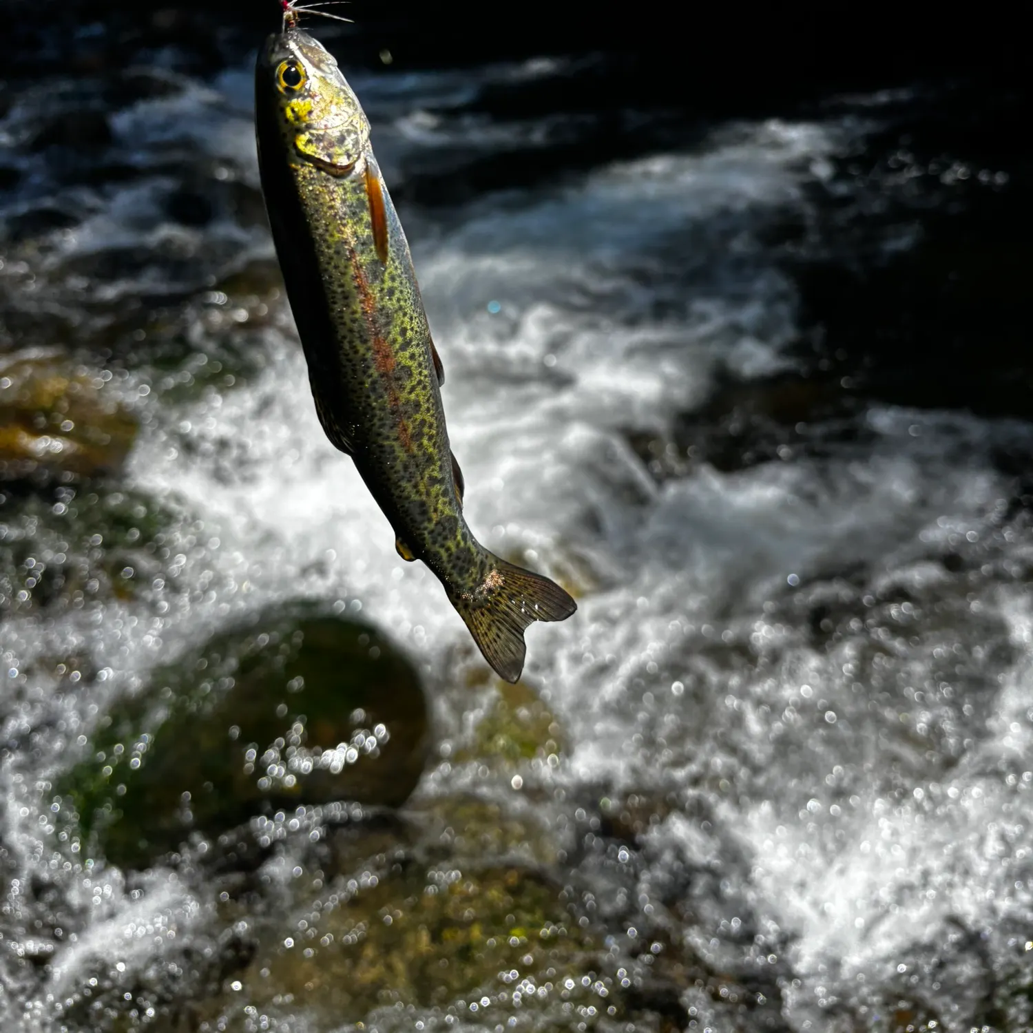 Rainbow trout caught on Fishbrain