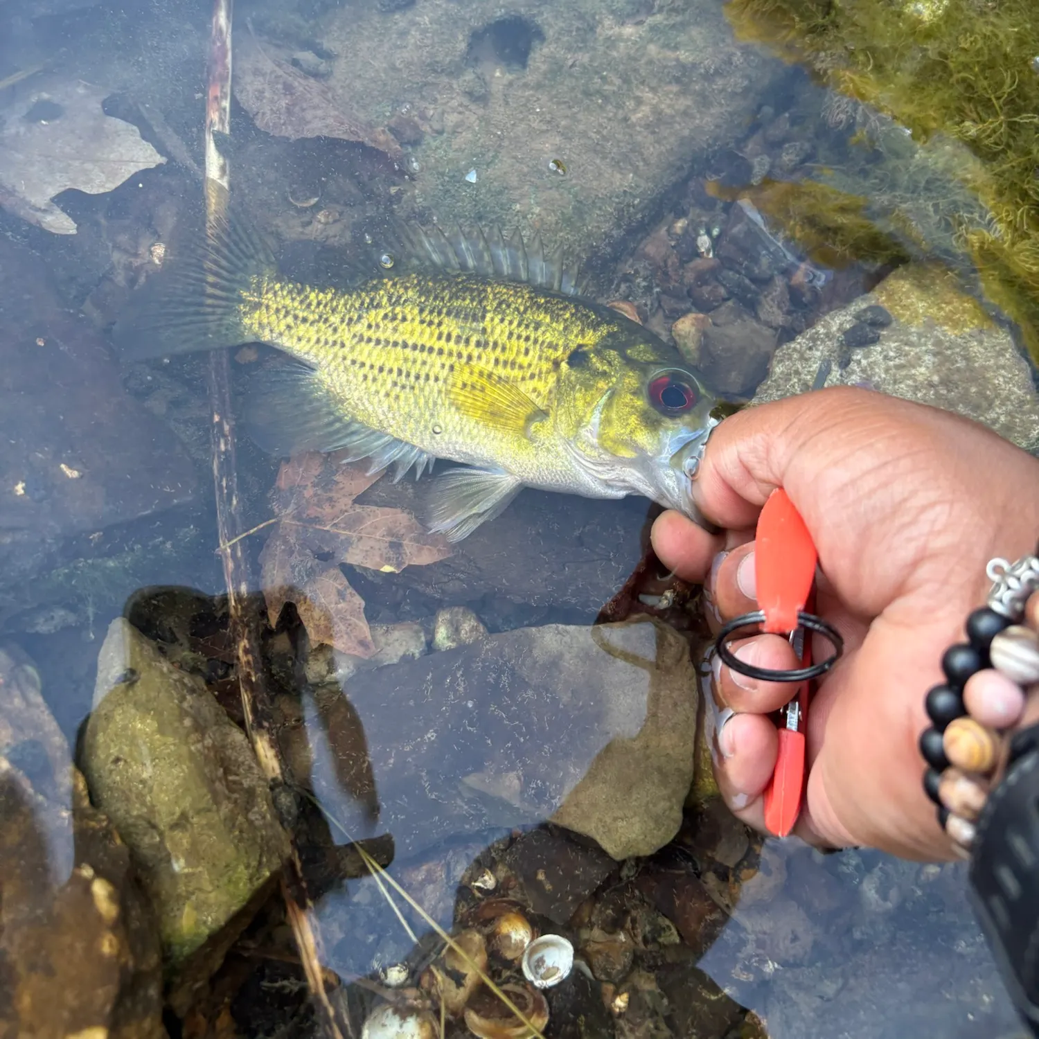 Rock bass caught on Fishbrain