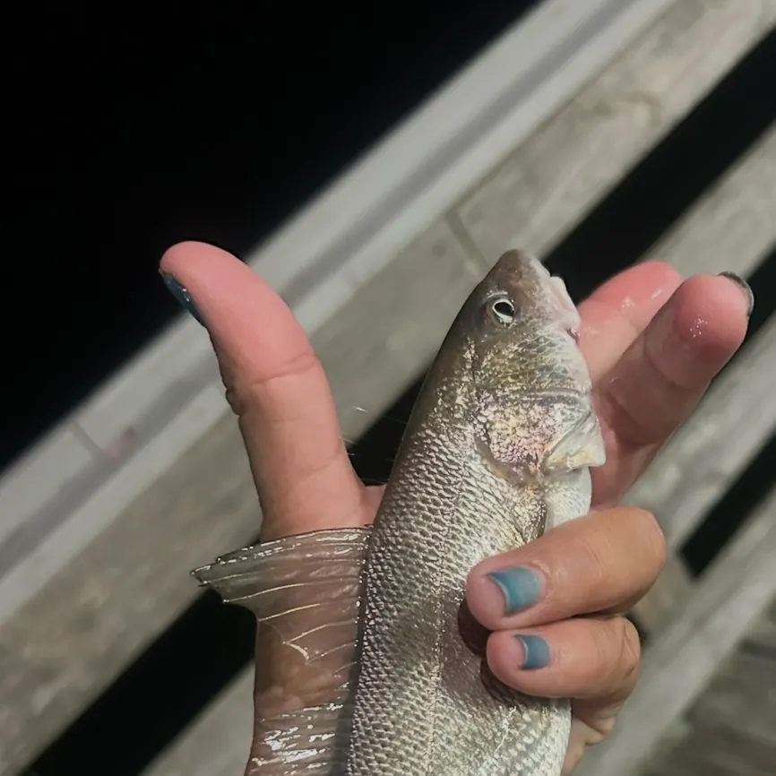 Gulf kingcroaker caught on Fishbrain