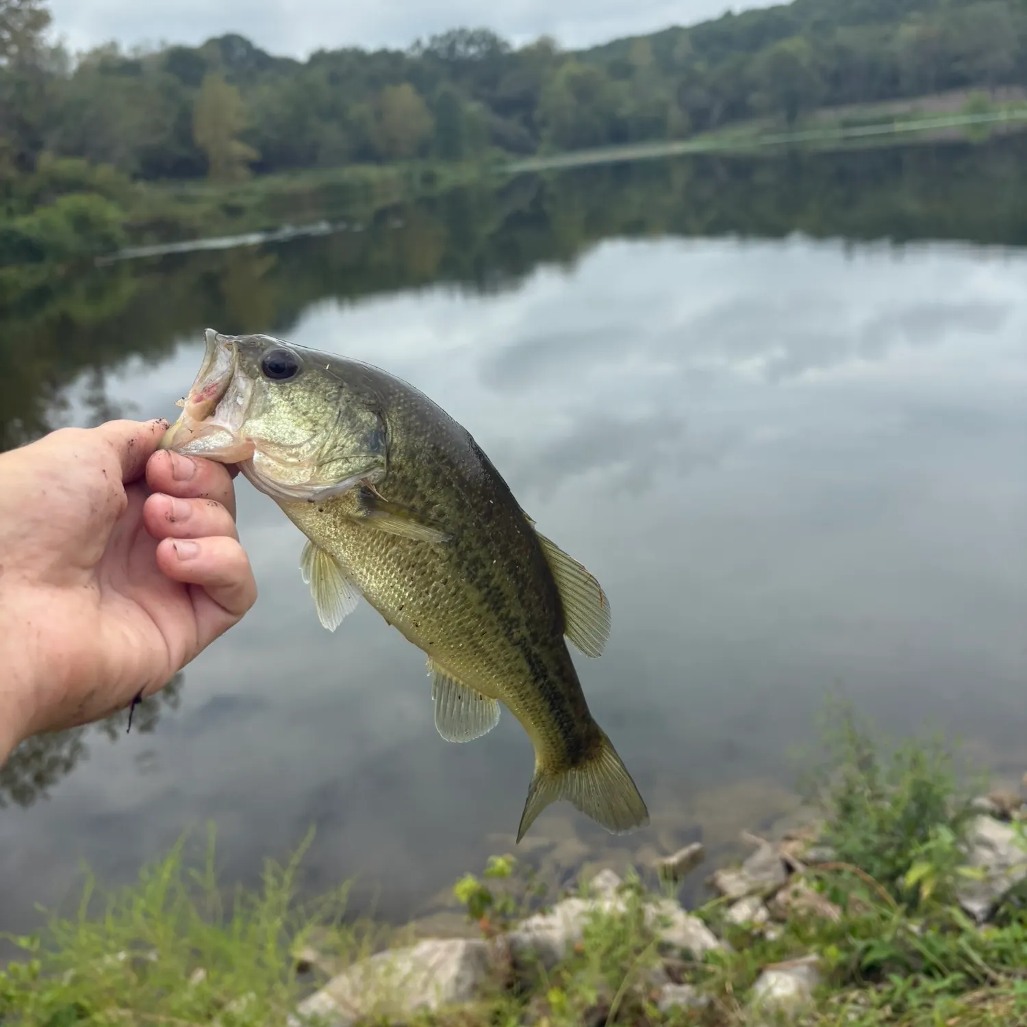 Largemouth bass caught on Fishbrain