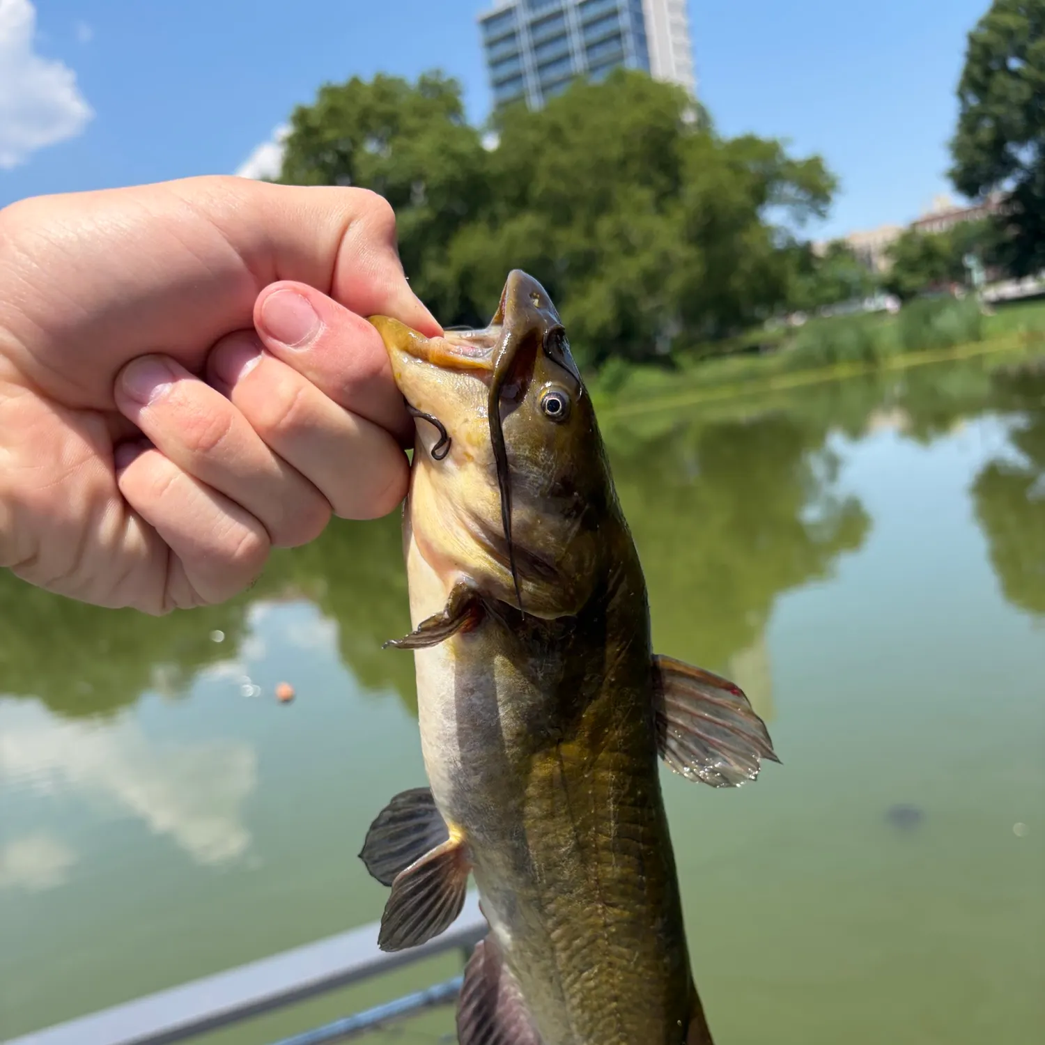 catch