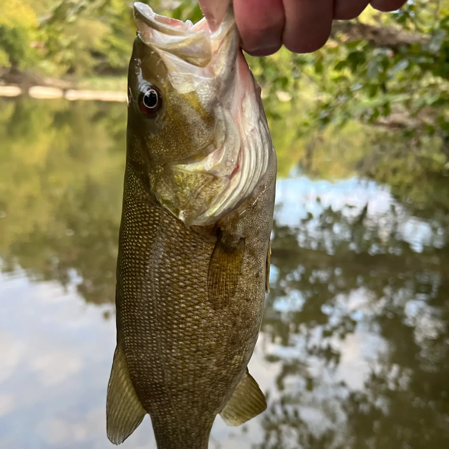 Smallmouth bass caught on Fishbrain