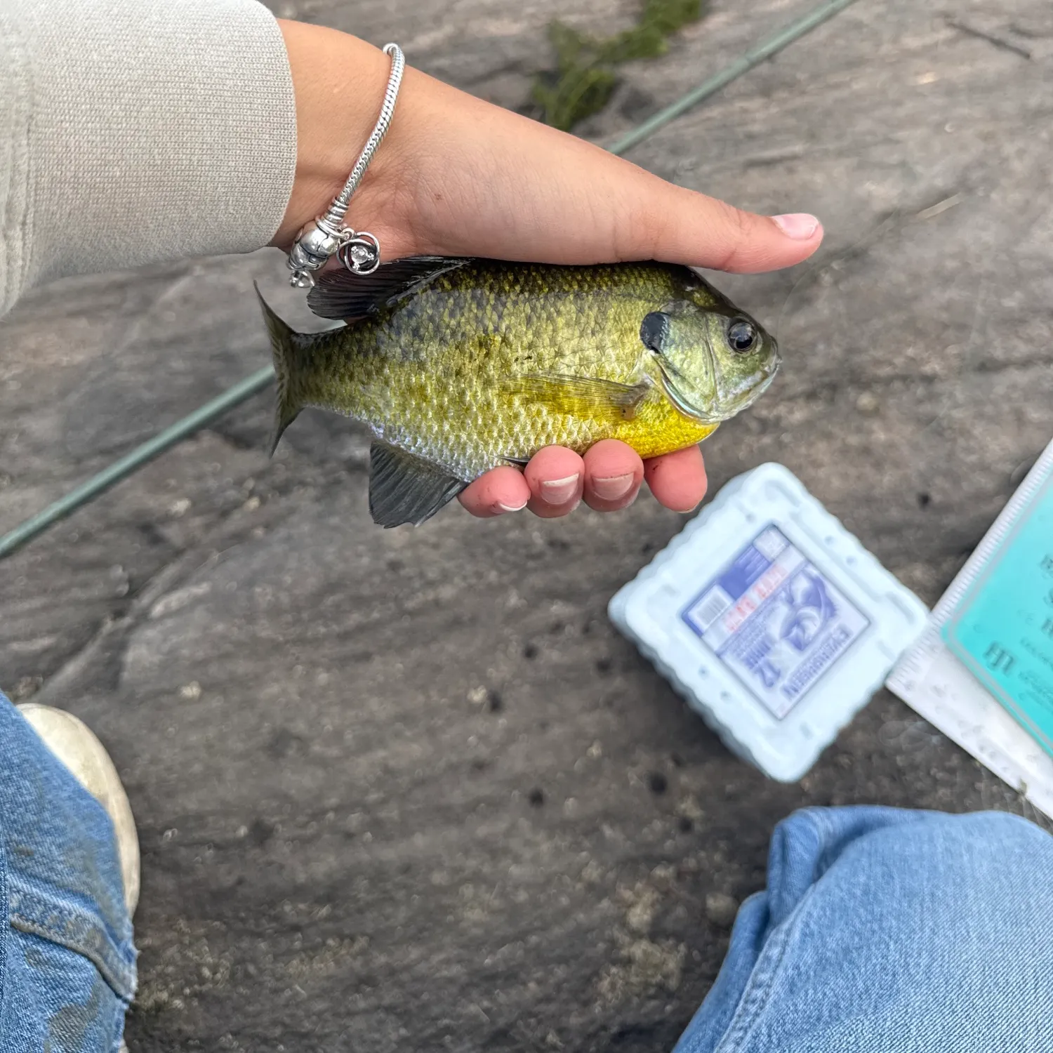 Bluegill caught on Fishbrain