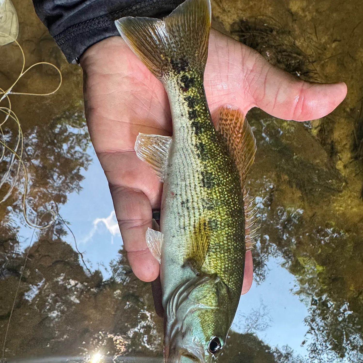 The most recent Warrior bass catches on Fishbrain