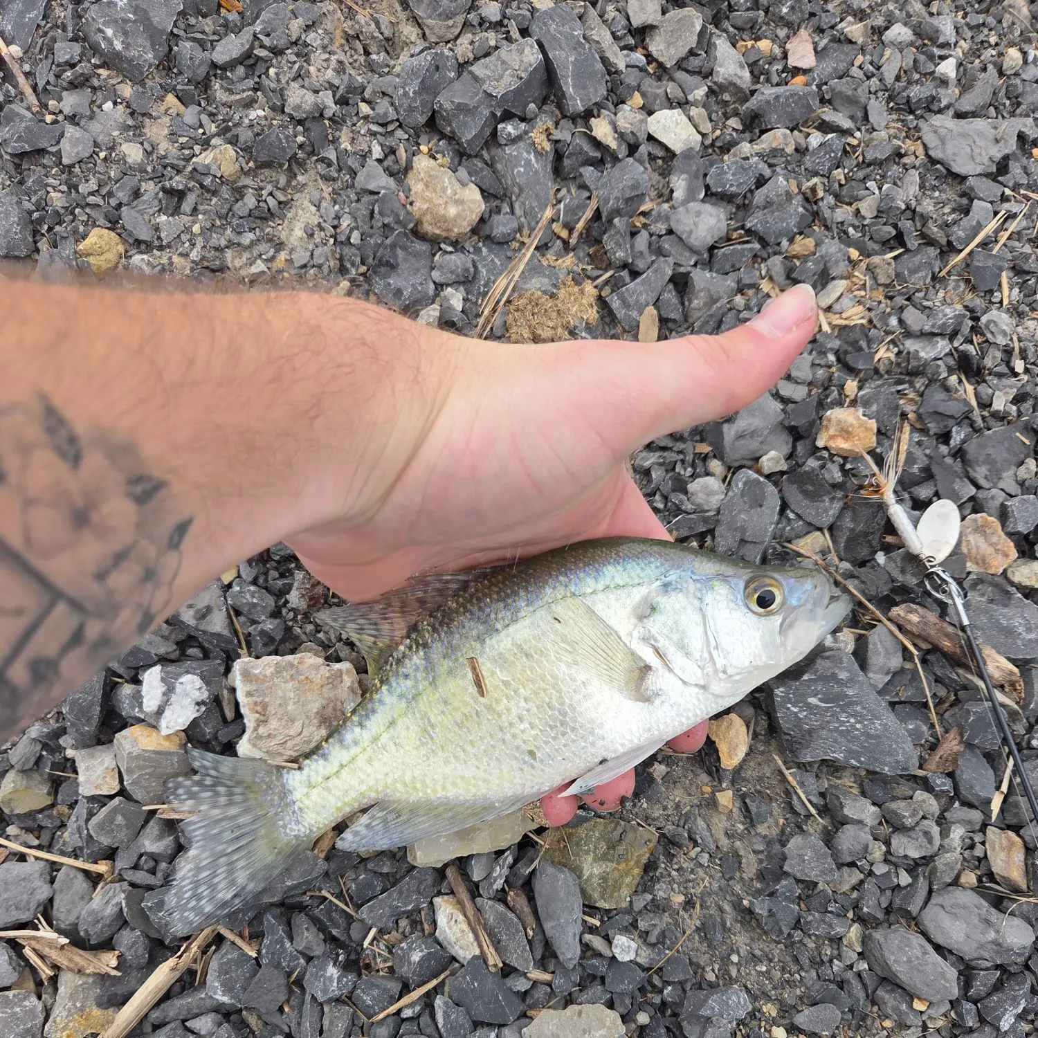 White crappie caught on Fishbrain