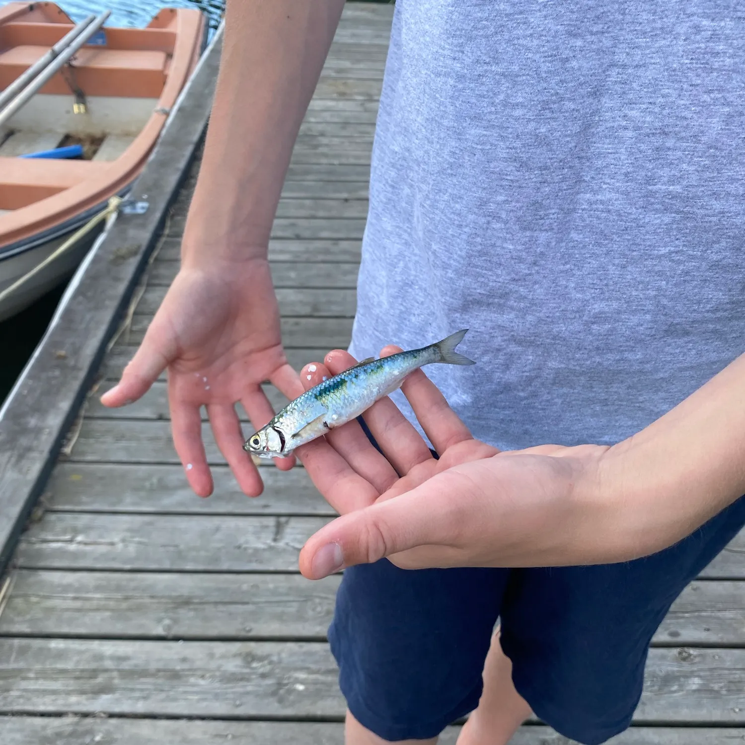 The most recent Atlantic herring catches on Fishbrain