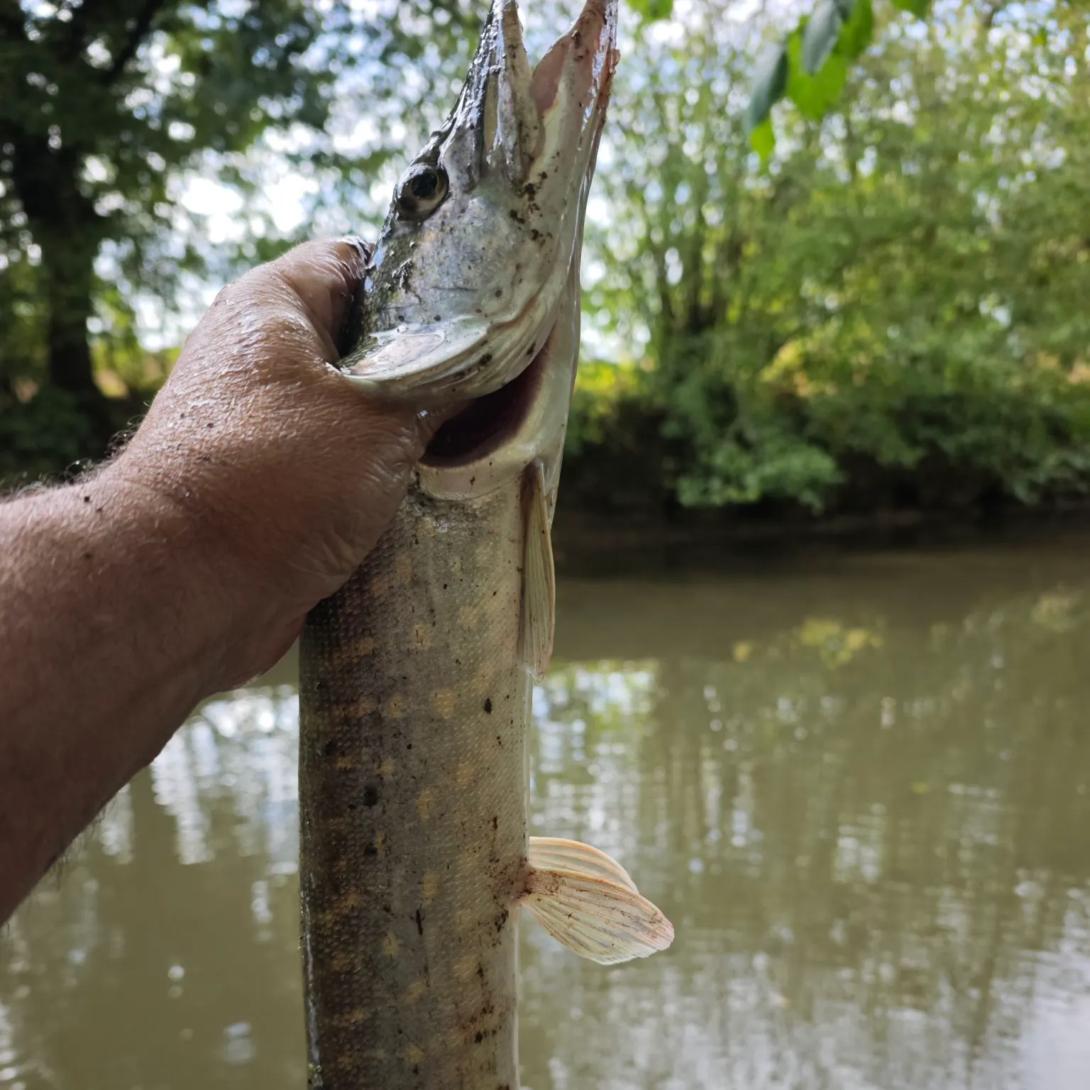 Northern pike caught on Fishbrain