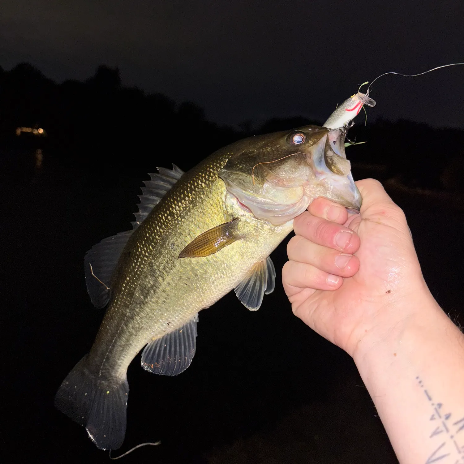 Largemouth bass caught on Fishbrain