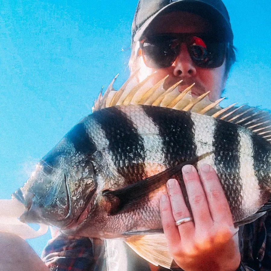Sheepshead caught on Fishbrain