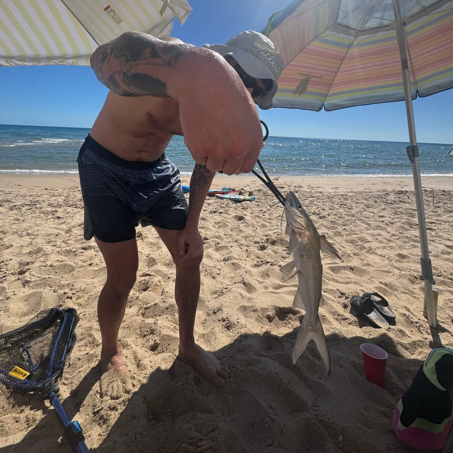Gafftopsail sea catfish caught on Fishbrain