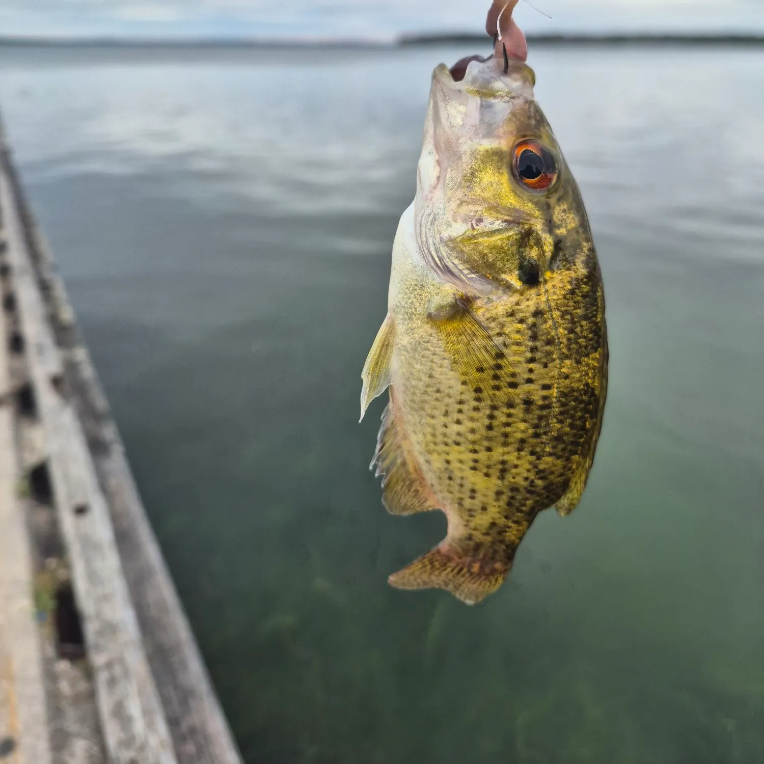 Rock bass caught on Fishbrain