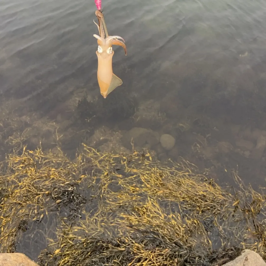 The most recent Longfin inshore squid catches on Fishbrain