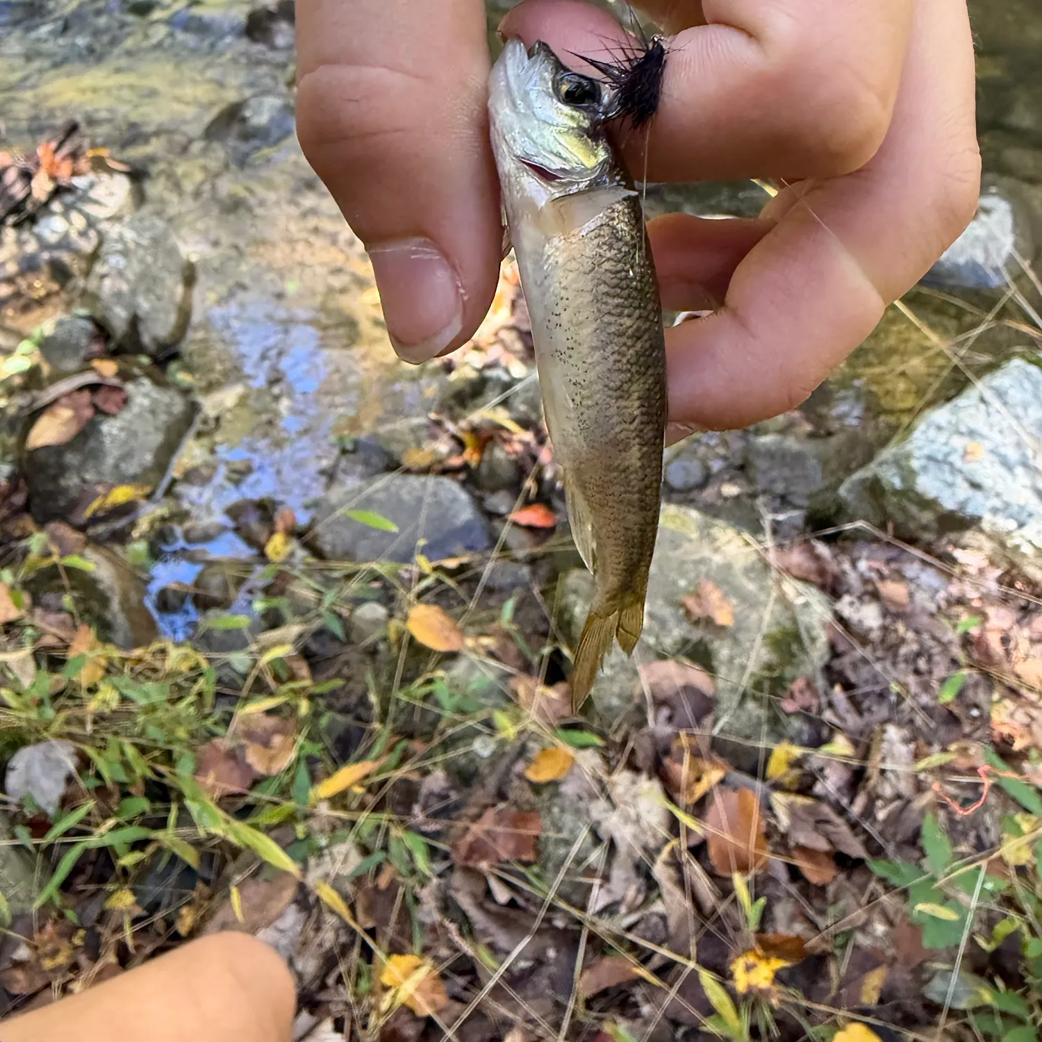 Creek chub caught on Fishbrain