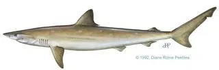 Pacific sharpnose shark