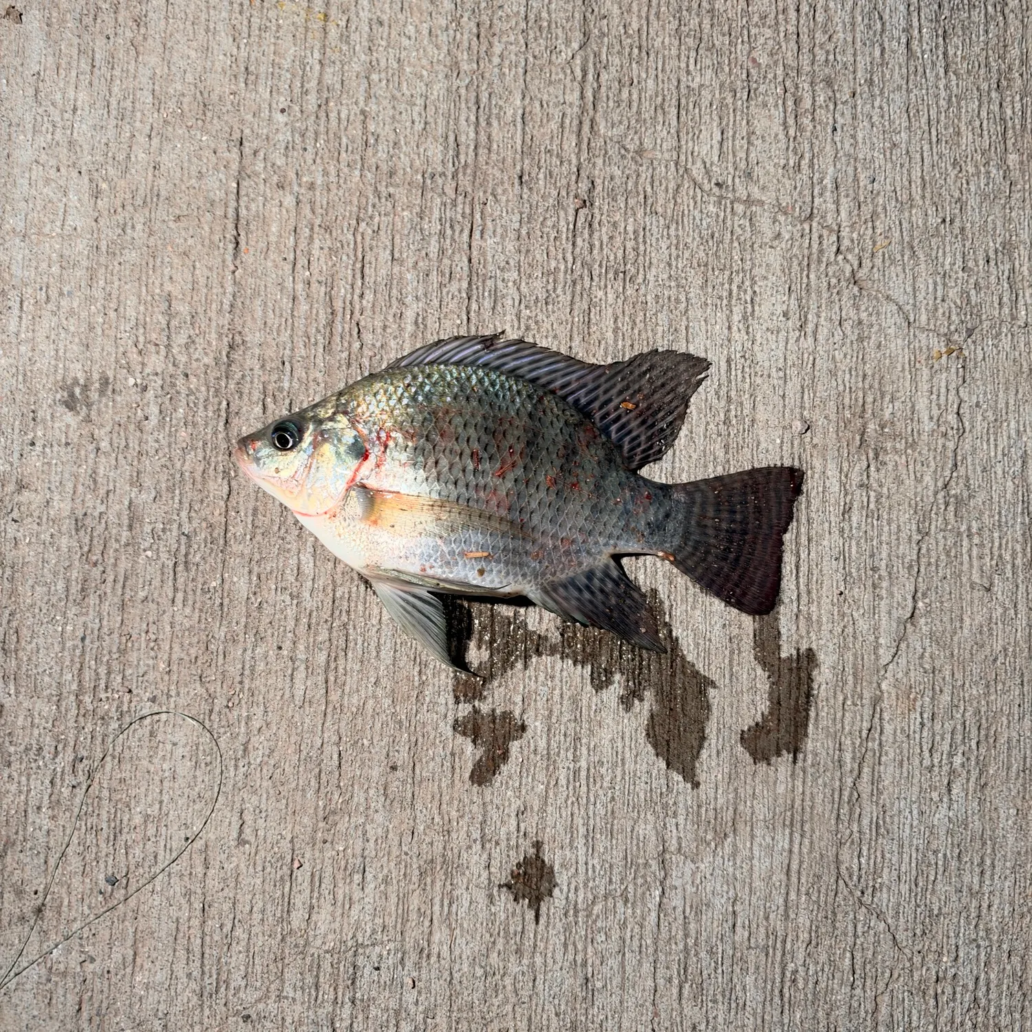Nile tilapia caught on Fishbrain