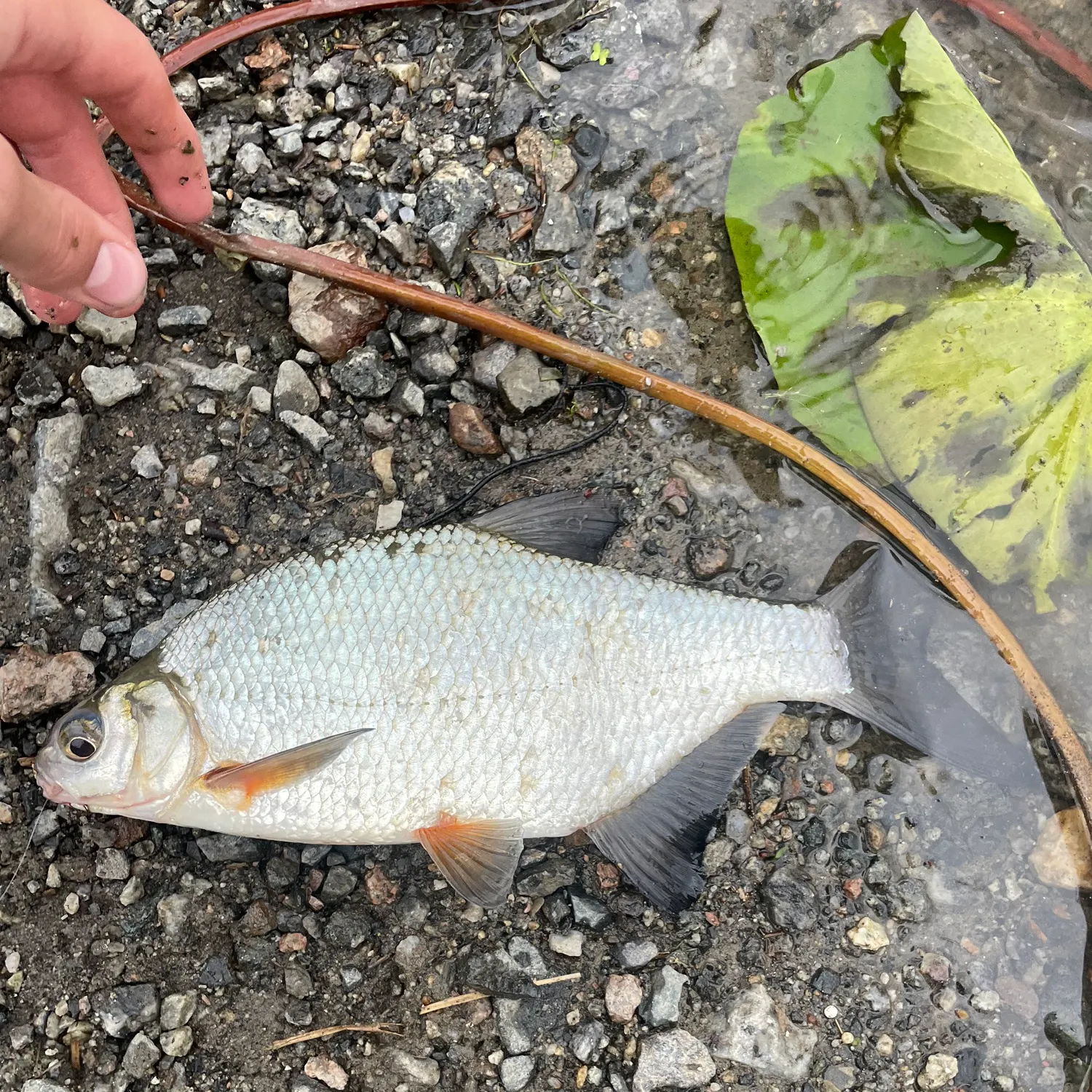 The most recent Zope catches on Fishbrain