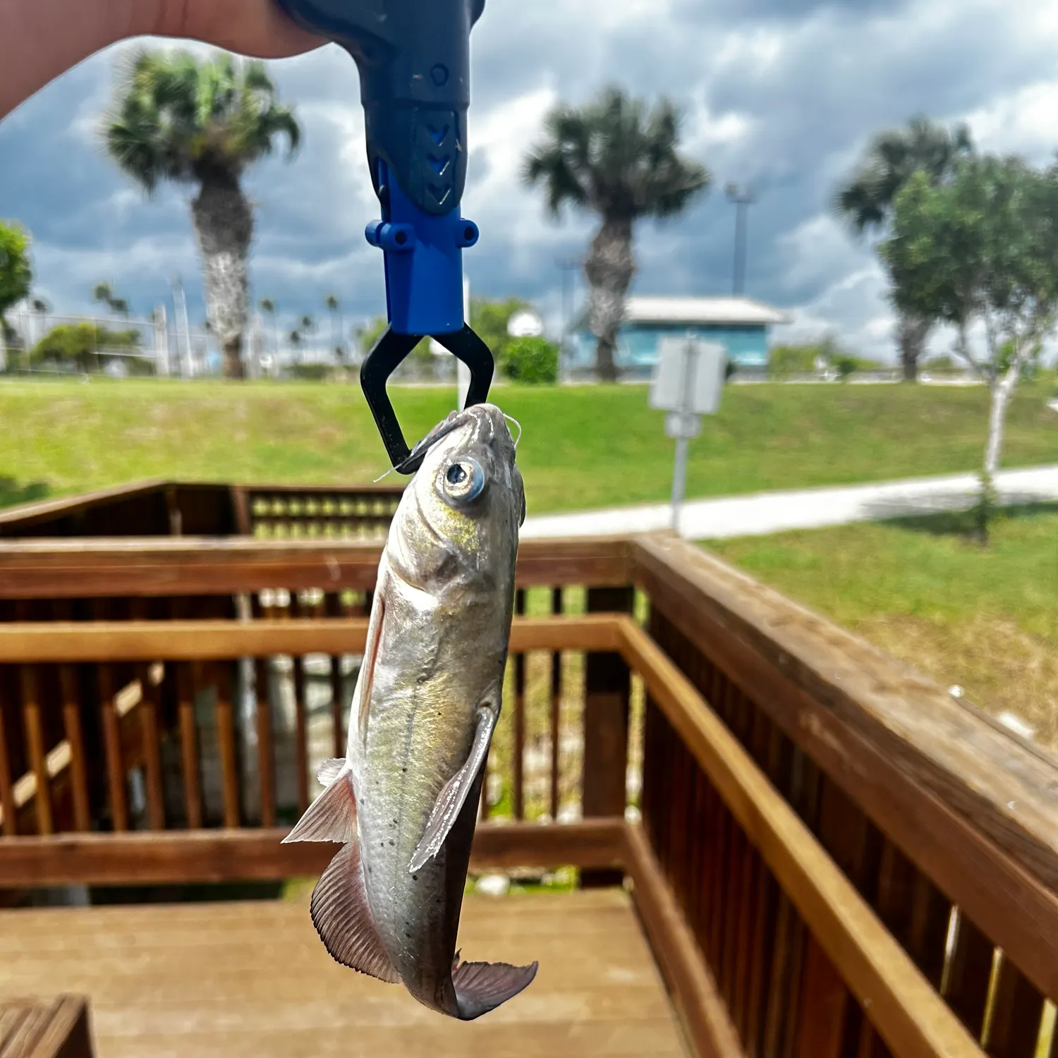 Channel catfish caught on Fishbrain