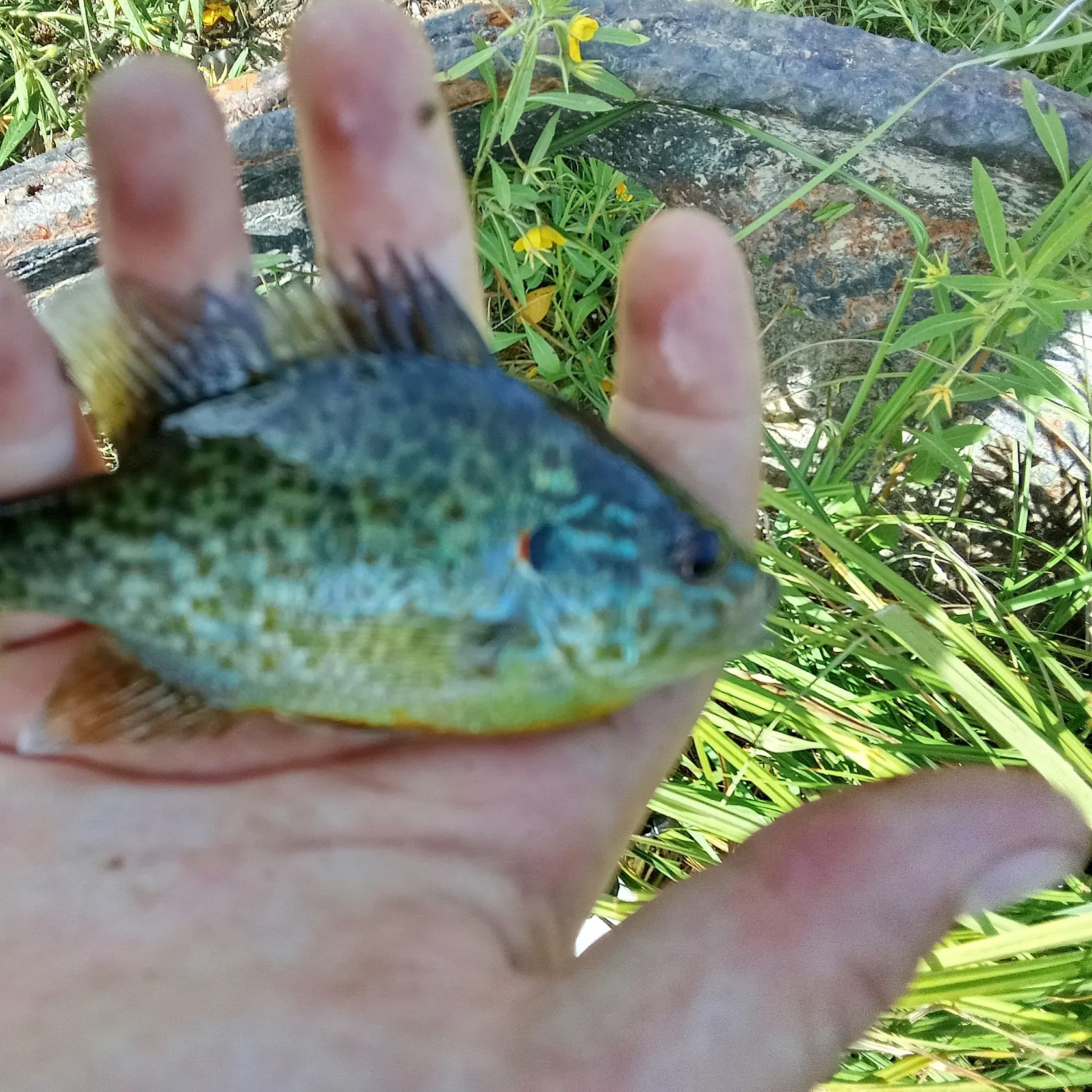 Pumpkinseed caught on Fishbrain