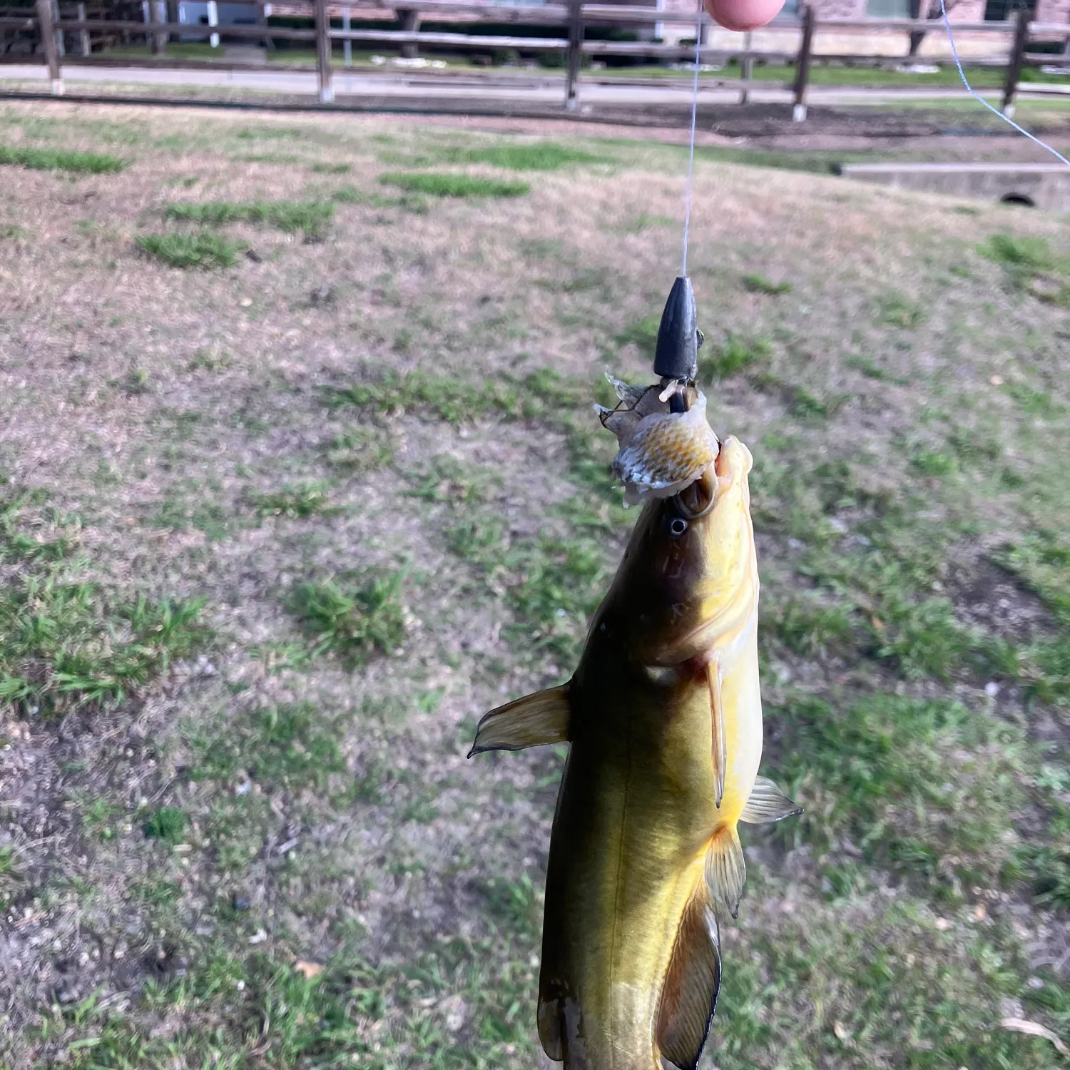 The most recent Black bullhead catches on Fishbrain