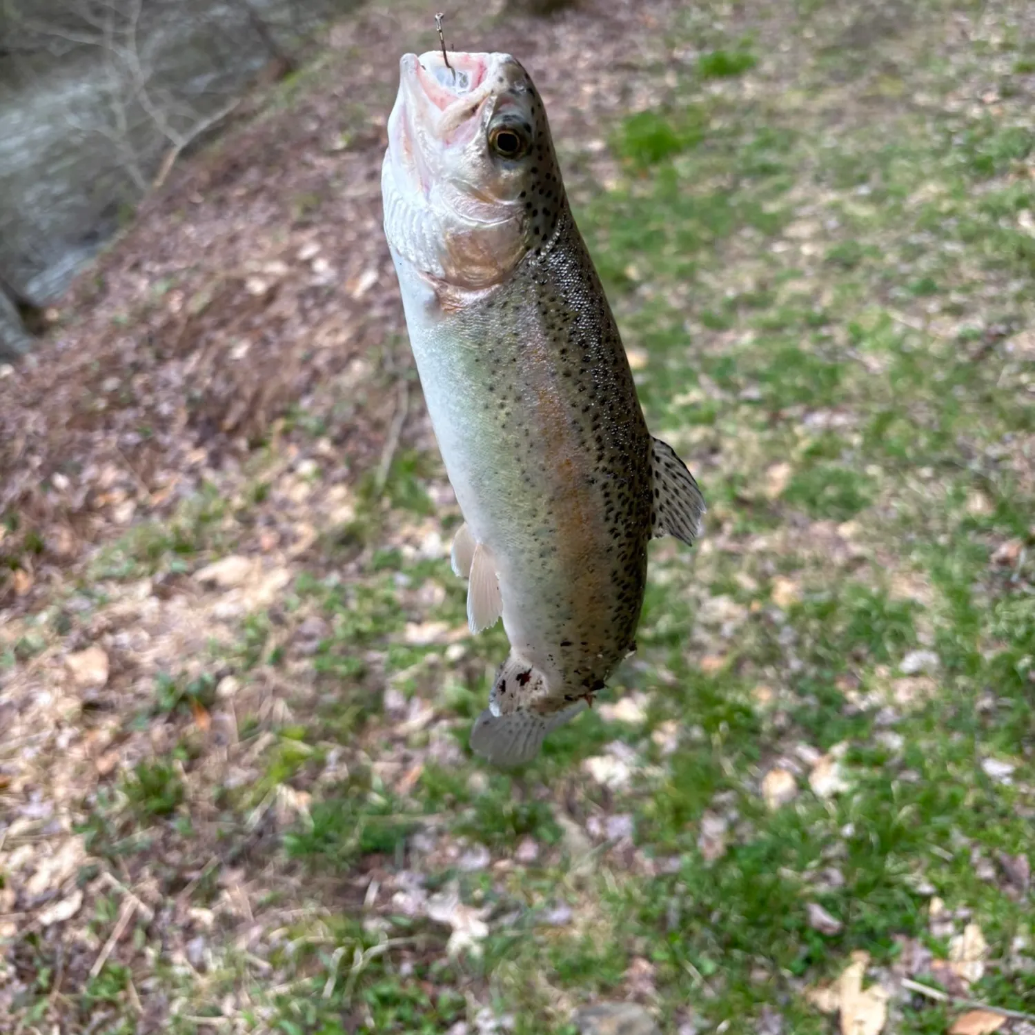 Rainbow trout caught on Fishbrain