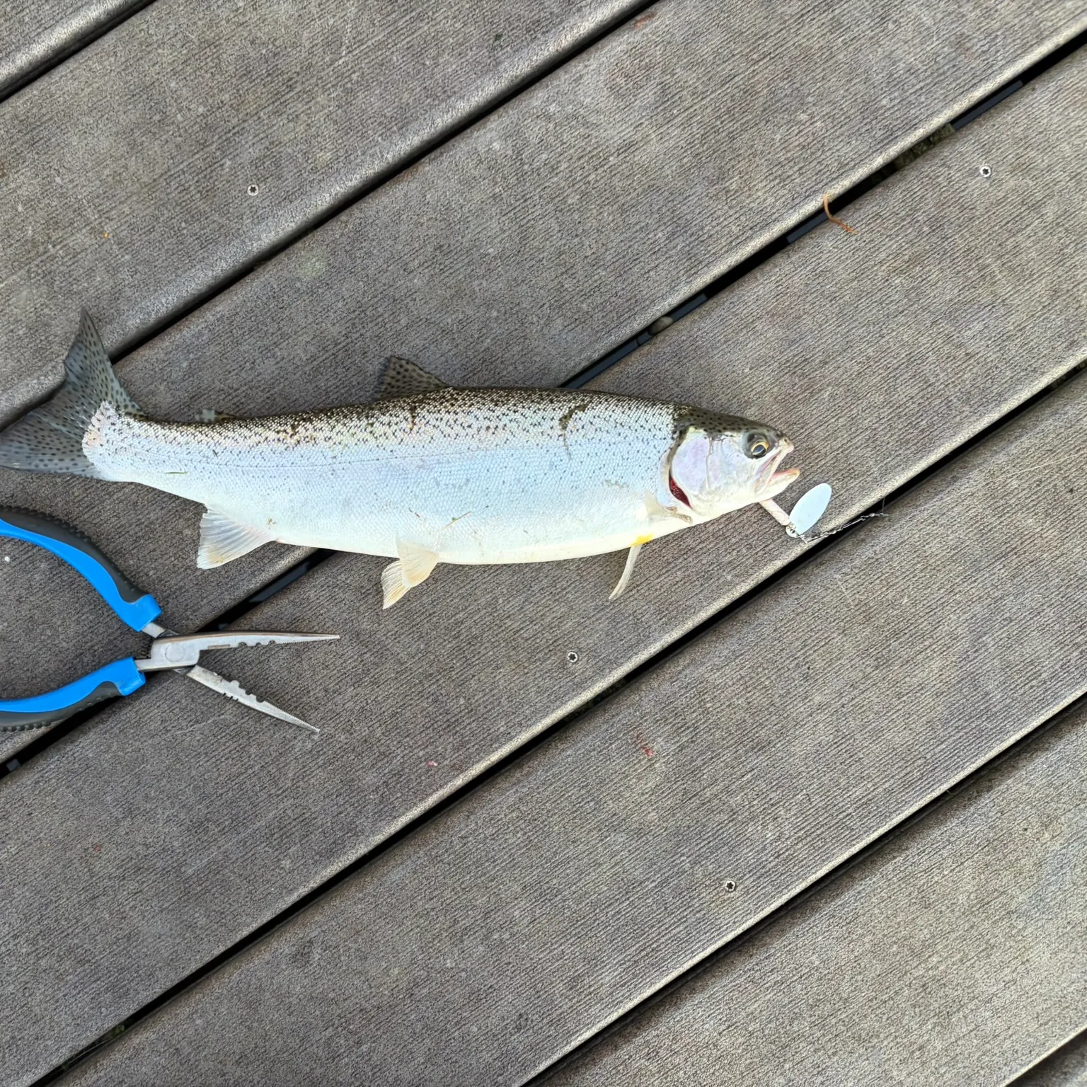 The most recent Coastal cutthroat trout catches on Fishbrain