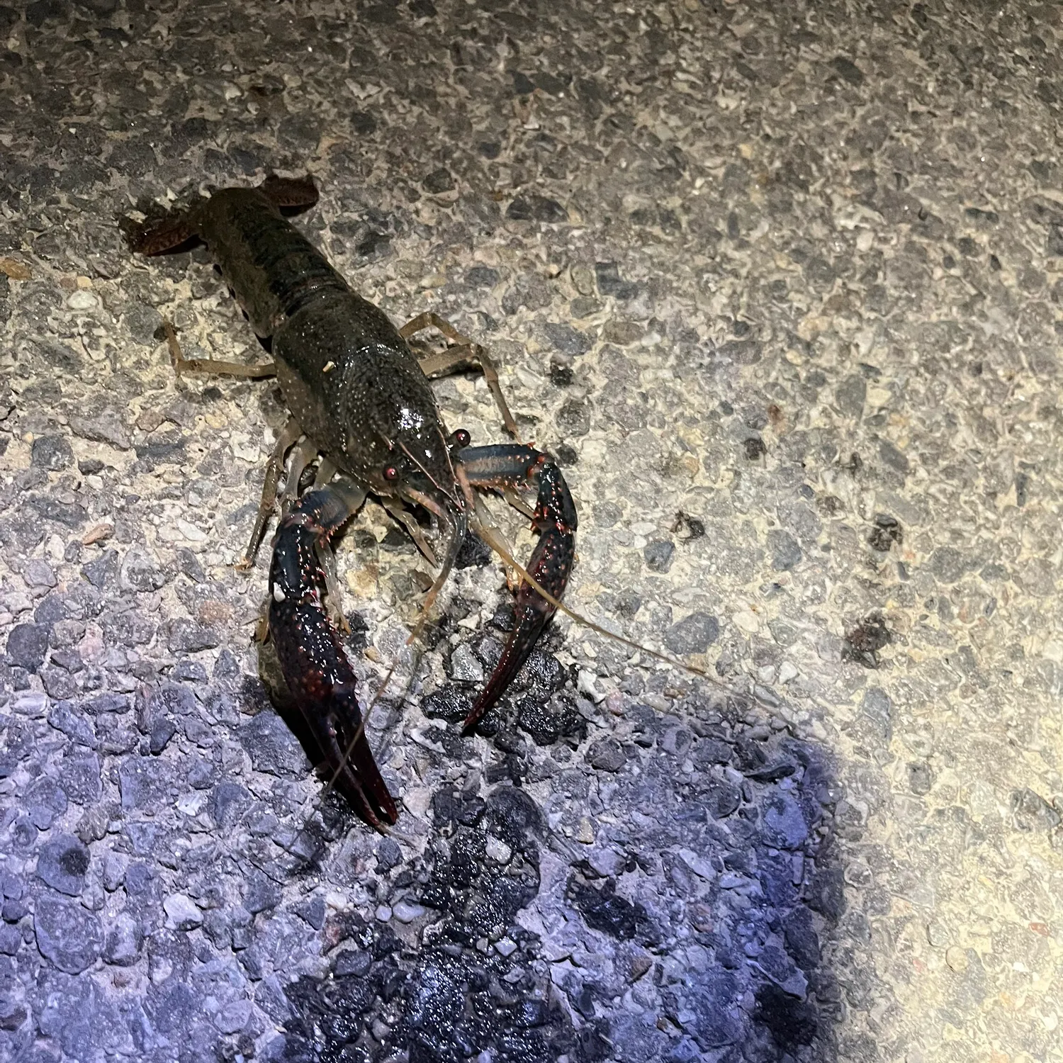 The most recent Red swamp crayfish catches on Fishbrain