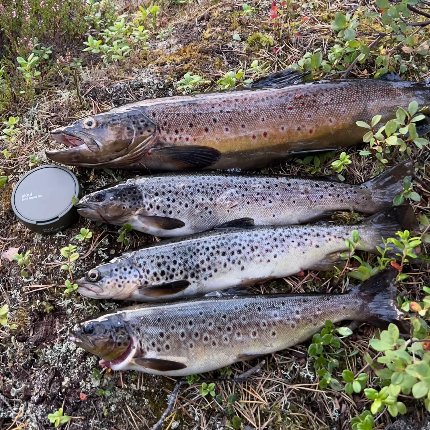 recently logged catches