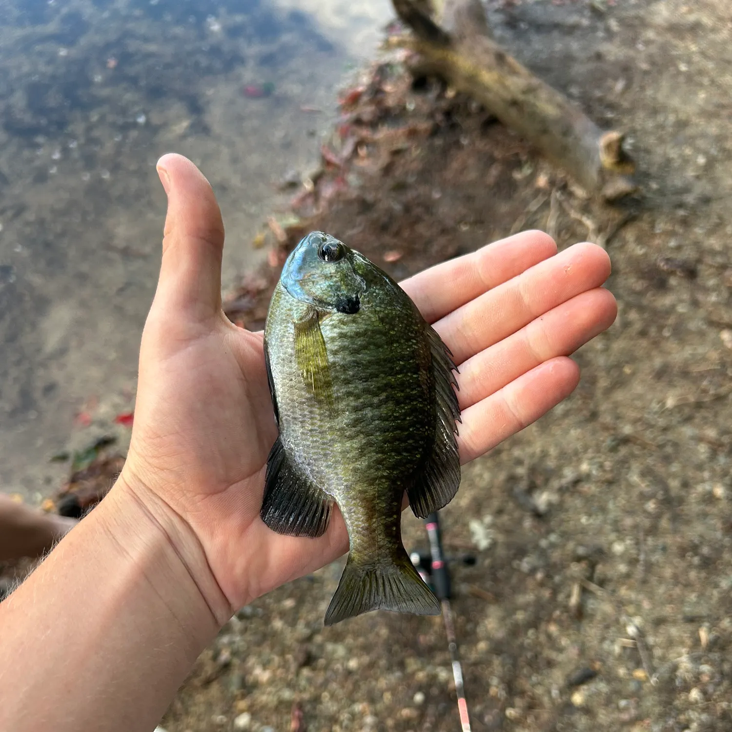 Bluegill caught on Fishbrain