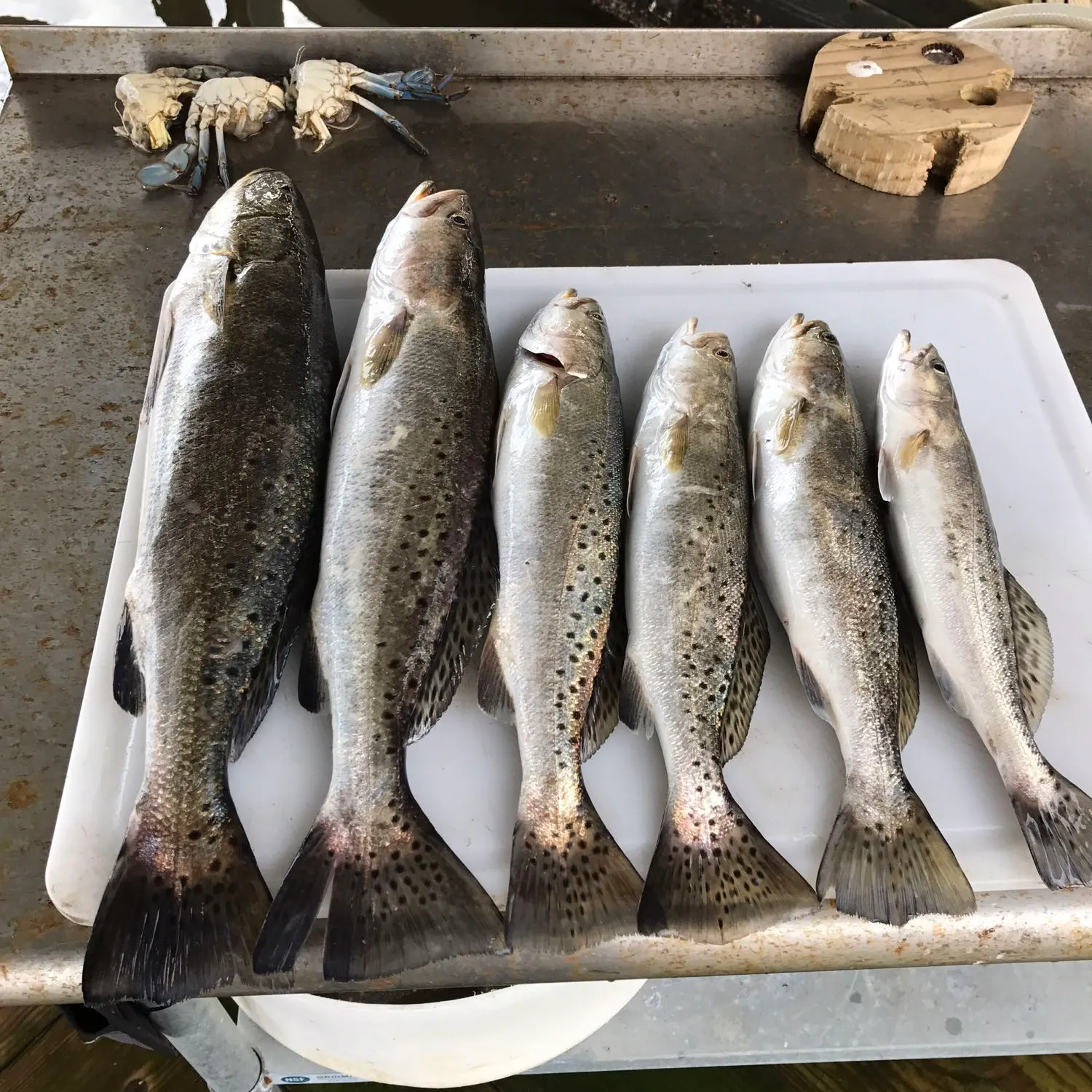 recently logged catches